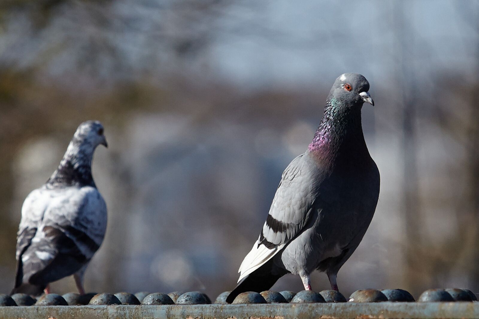 Canon EOS 5D Mark II sample photo. Taube, tauben, vogel photography