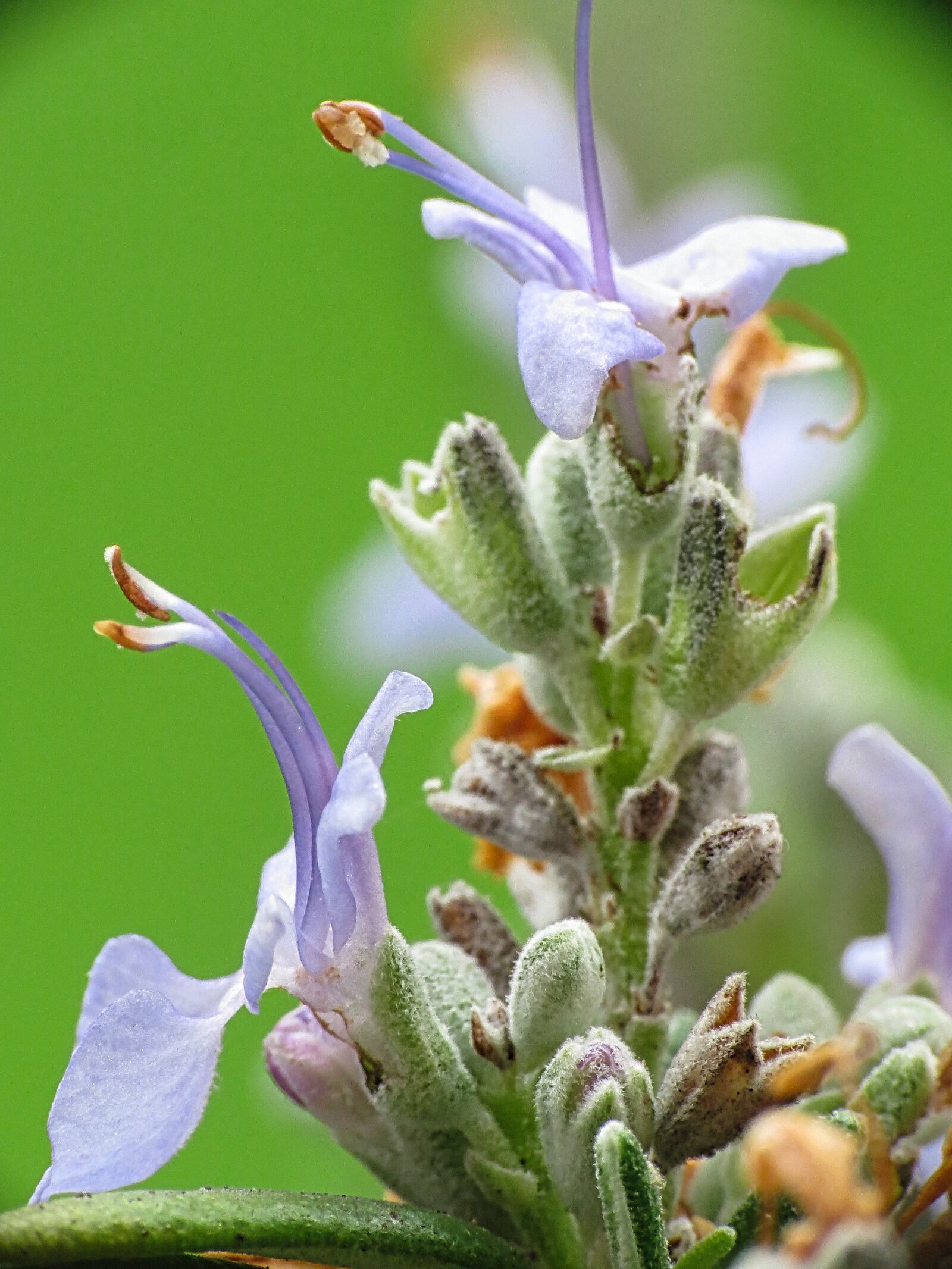 Canon PowerShot SX40 HS sample photo. Rosemary, aromas, spices photography
