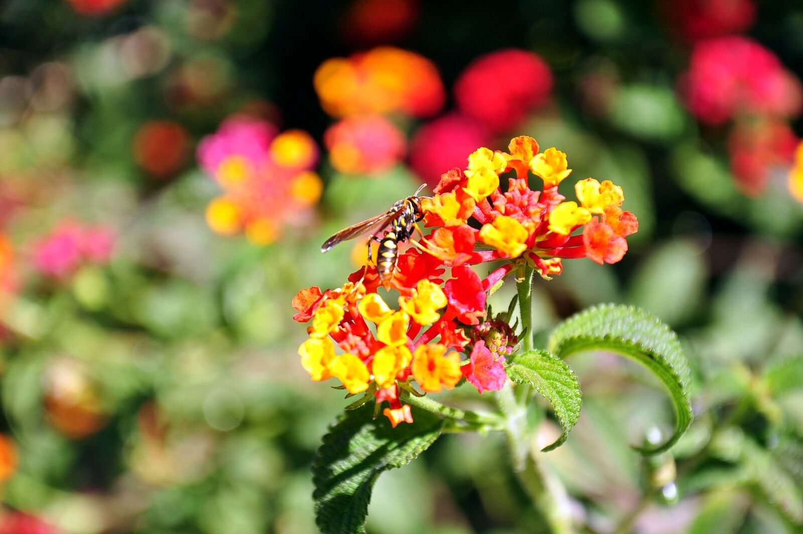 Nikon D90 sample photo. Flower, wasp, bee photography