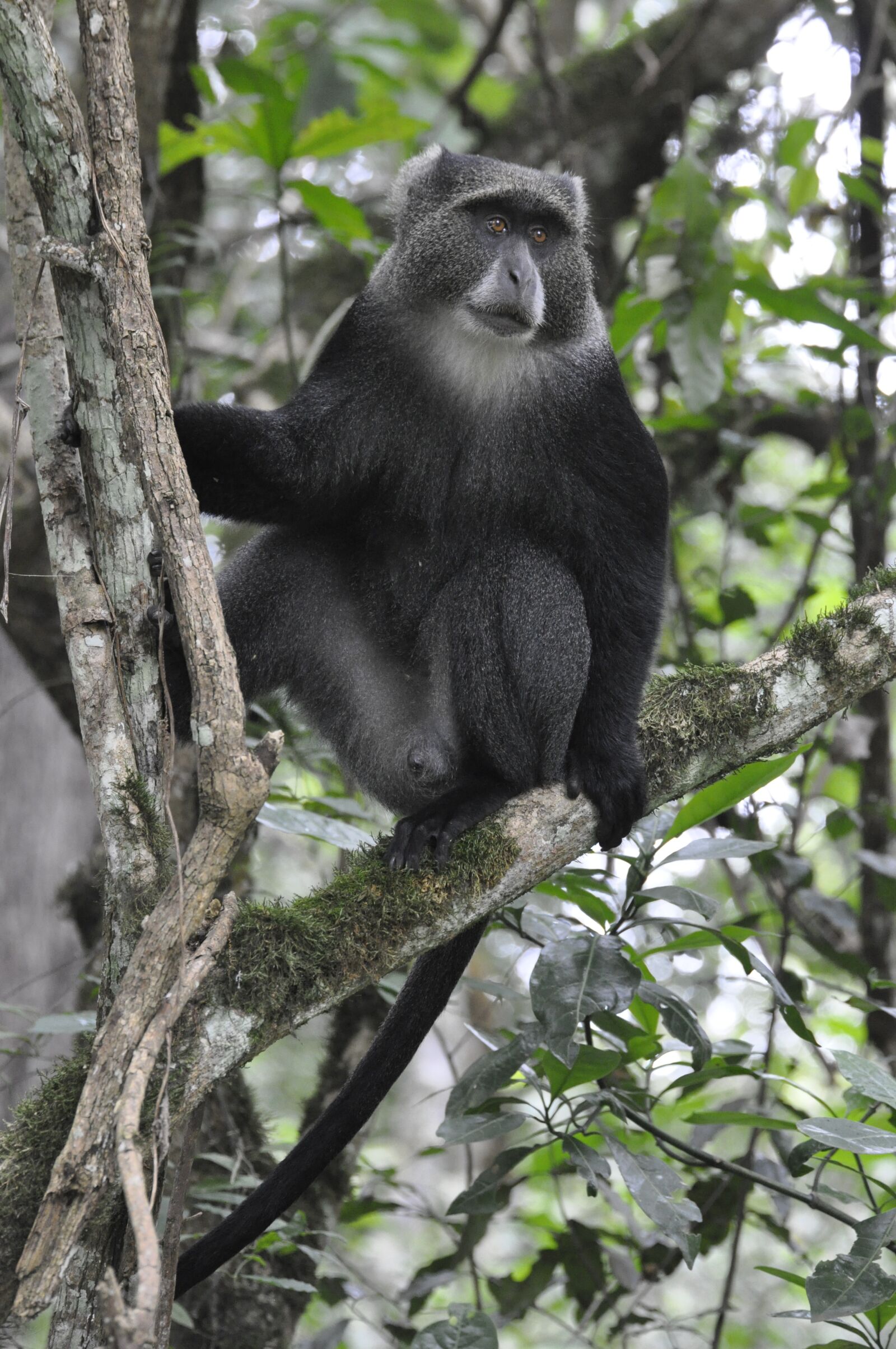Nikon D90 sample photo. Blue monkey, east africa photography