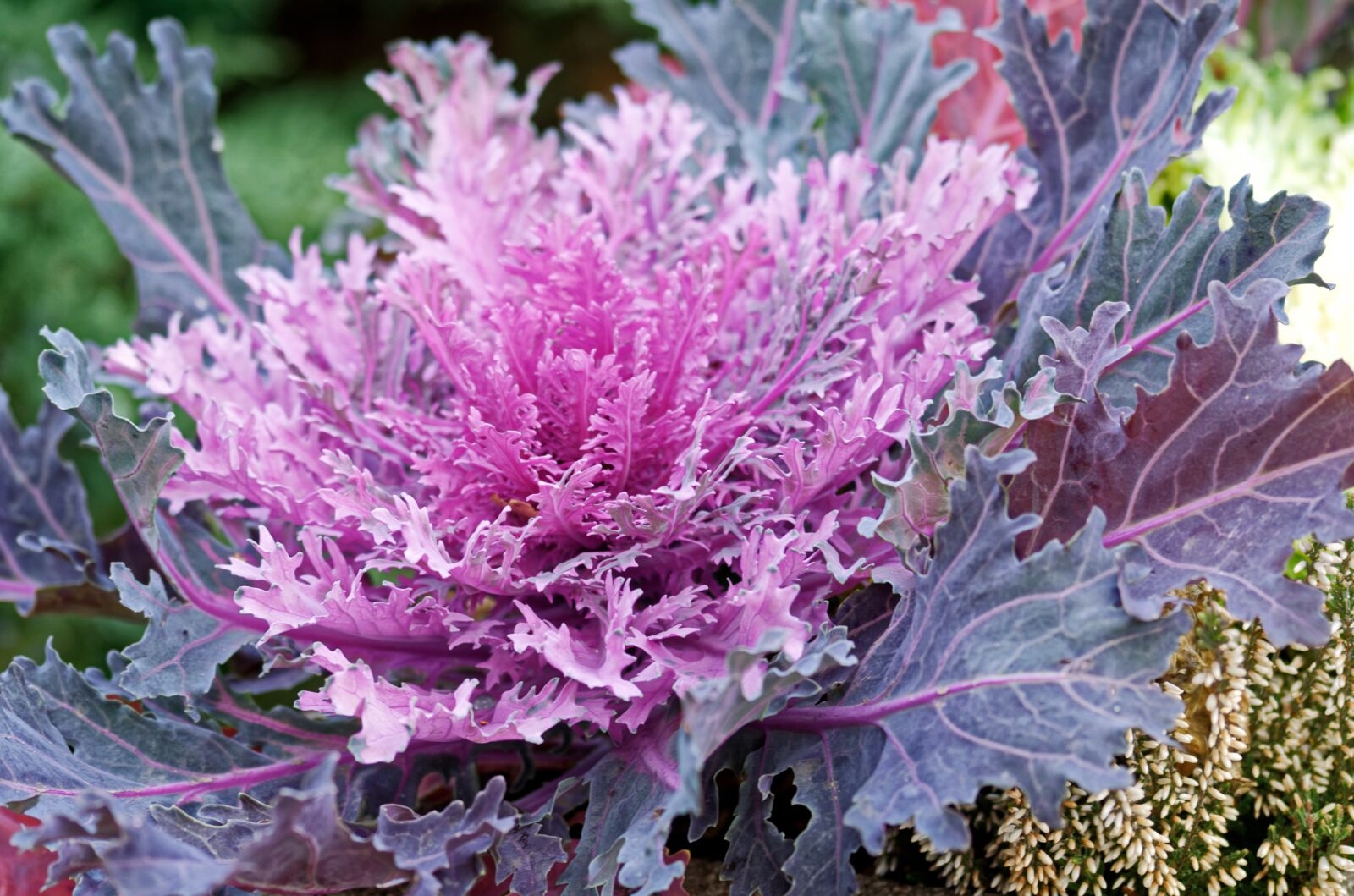 Nikon D5100 sample photo. Plant, decorative, red photography