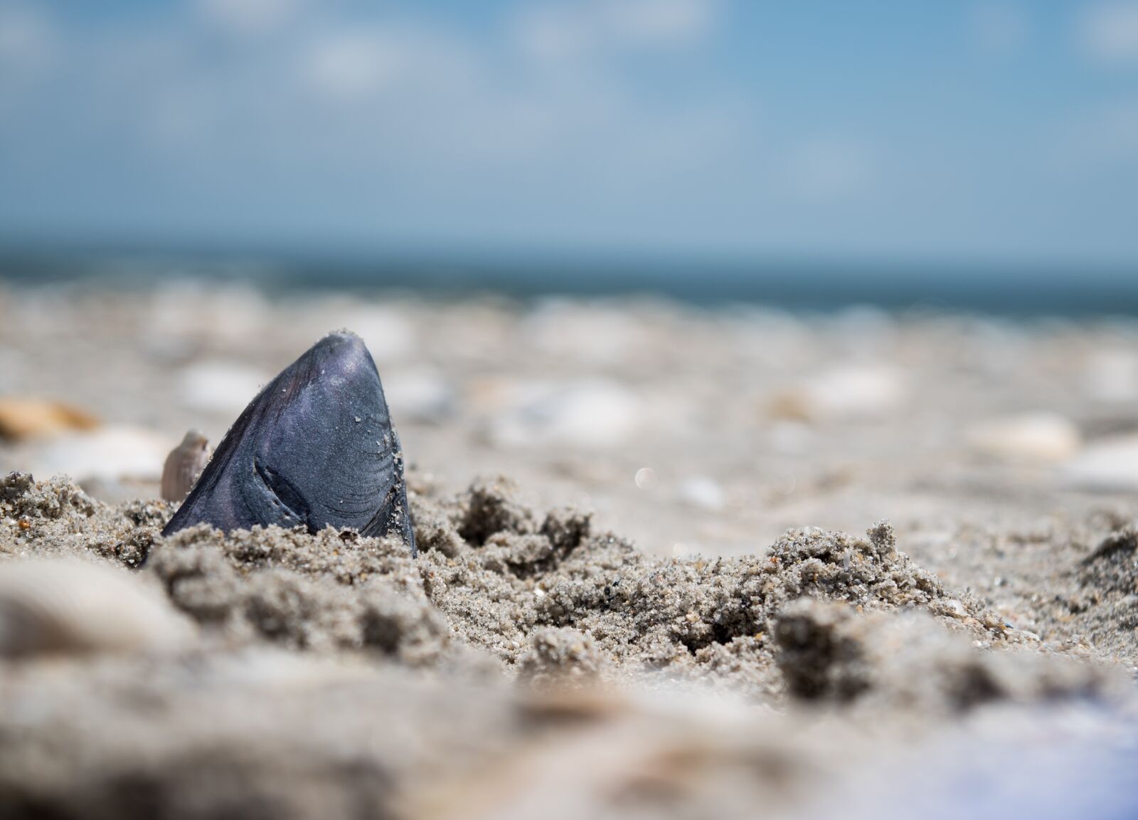 Nikon D5500 sample photo. Black, seashell, sand photography