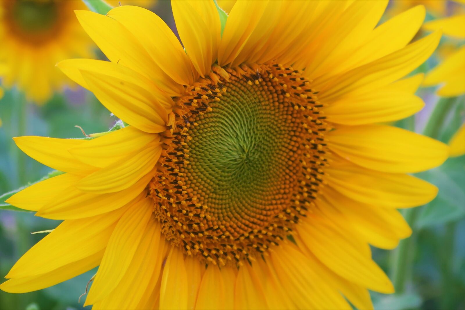Canon PowerShot G7 X sample photo. Flower, sunflower, summer photography
