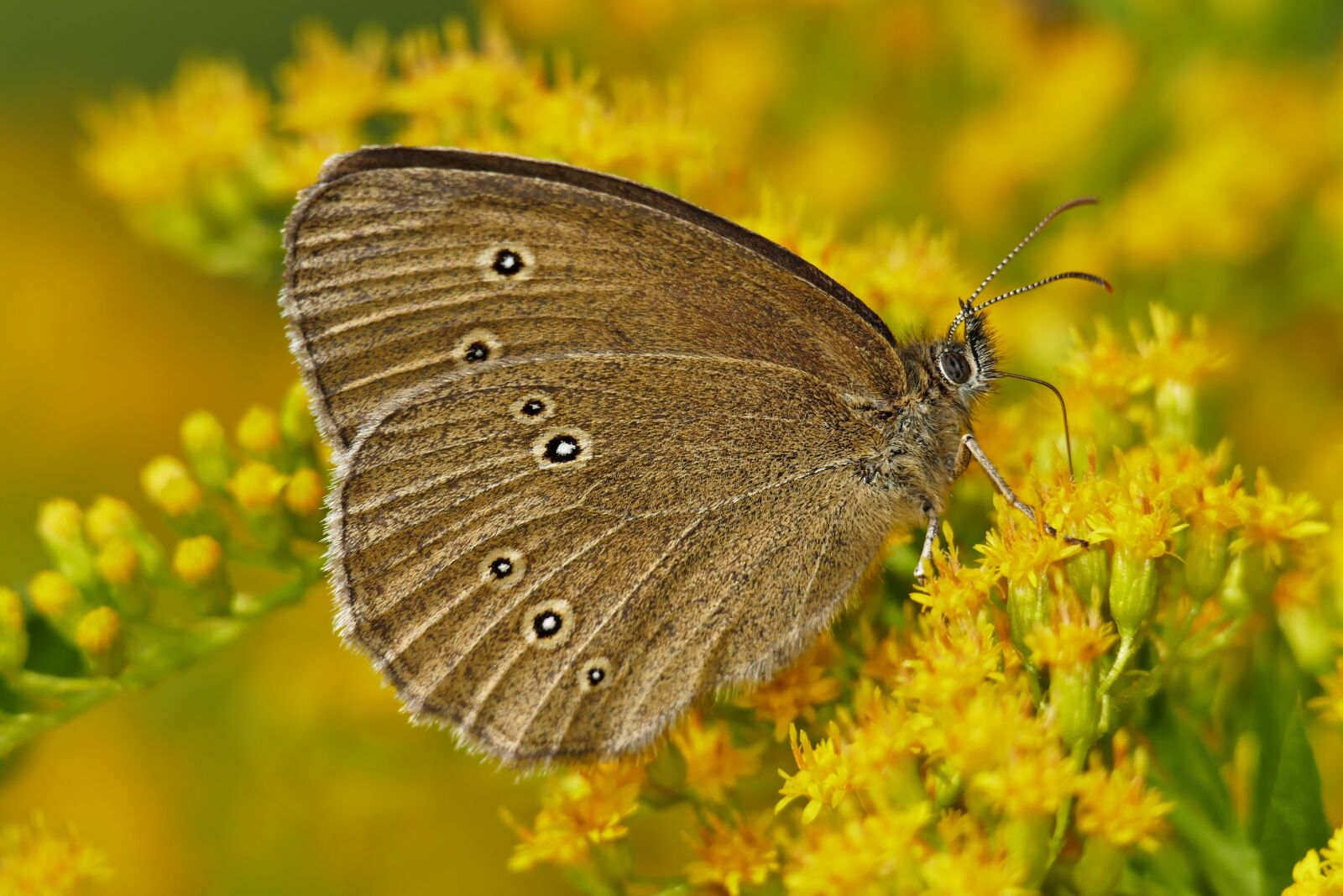 Panasonic Lumix DMC-FZ1000 sample photo. Butterfly, flowers, insect photography