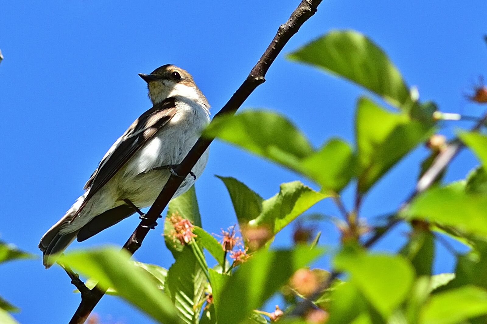 Nikon D5200 sample photo. Bird, pied flycatcher, nest photography