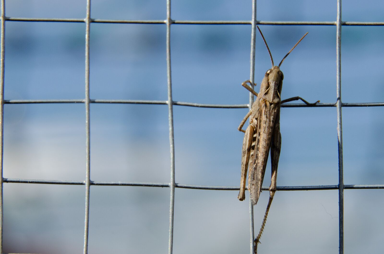Nikon D5100 sample photo. Desert locust, insect, insects photography