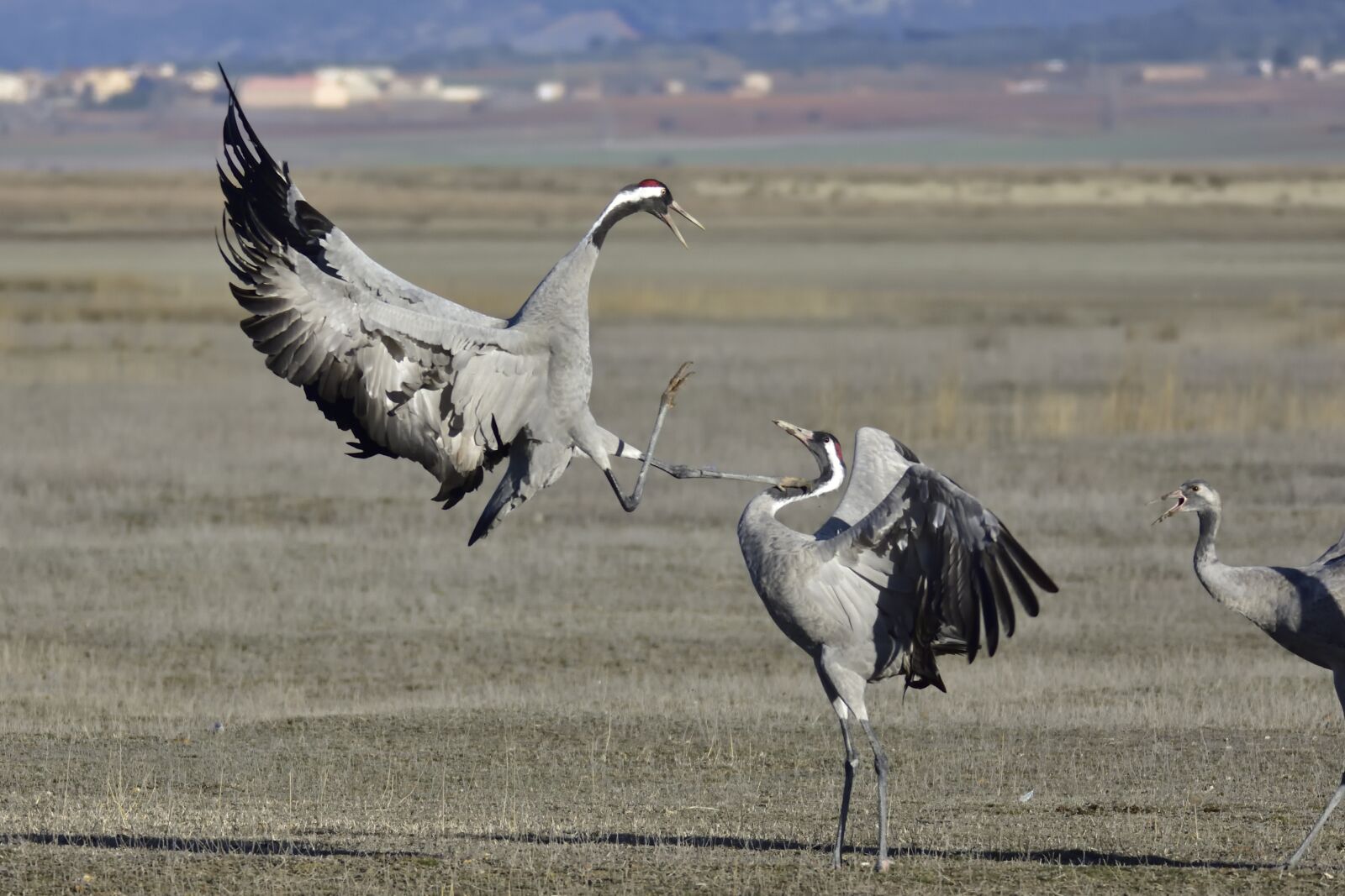 Nikon D7200 sample photo. Cranes, common, crannes photography