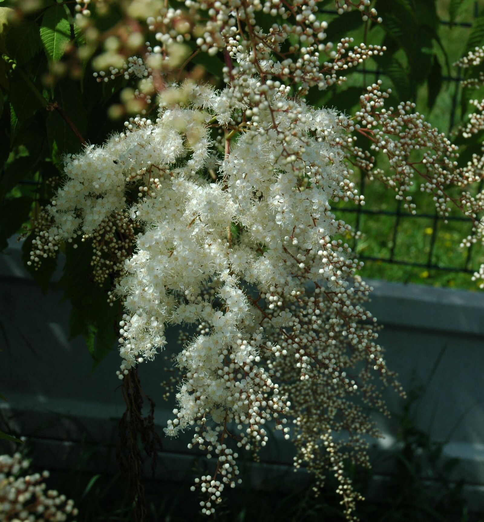 Nikon D70s sample photo. Flowers, nature, summer photography