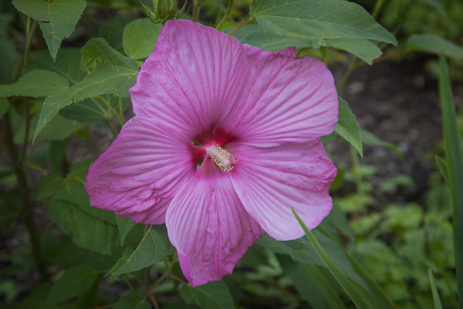 Canon EOS 5D Mark II sample photo. Hibiscus, blossom, bloom photography