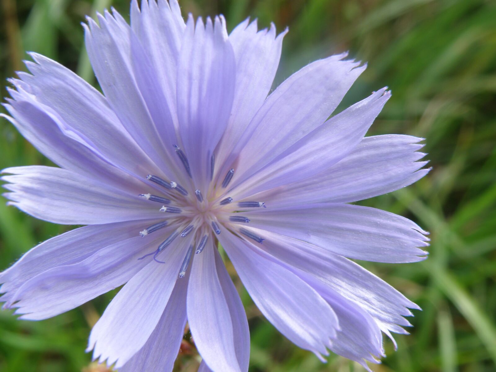 Olympus SP-565UZ sample photo. Daisy, purple, lavender photography