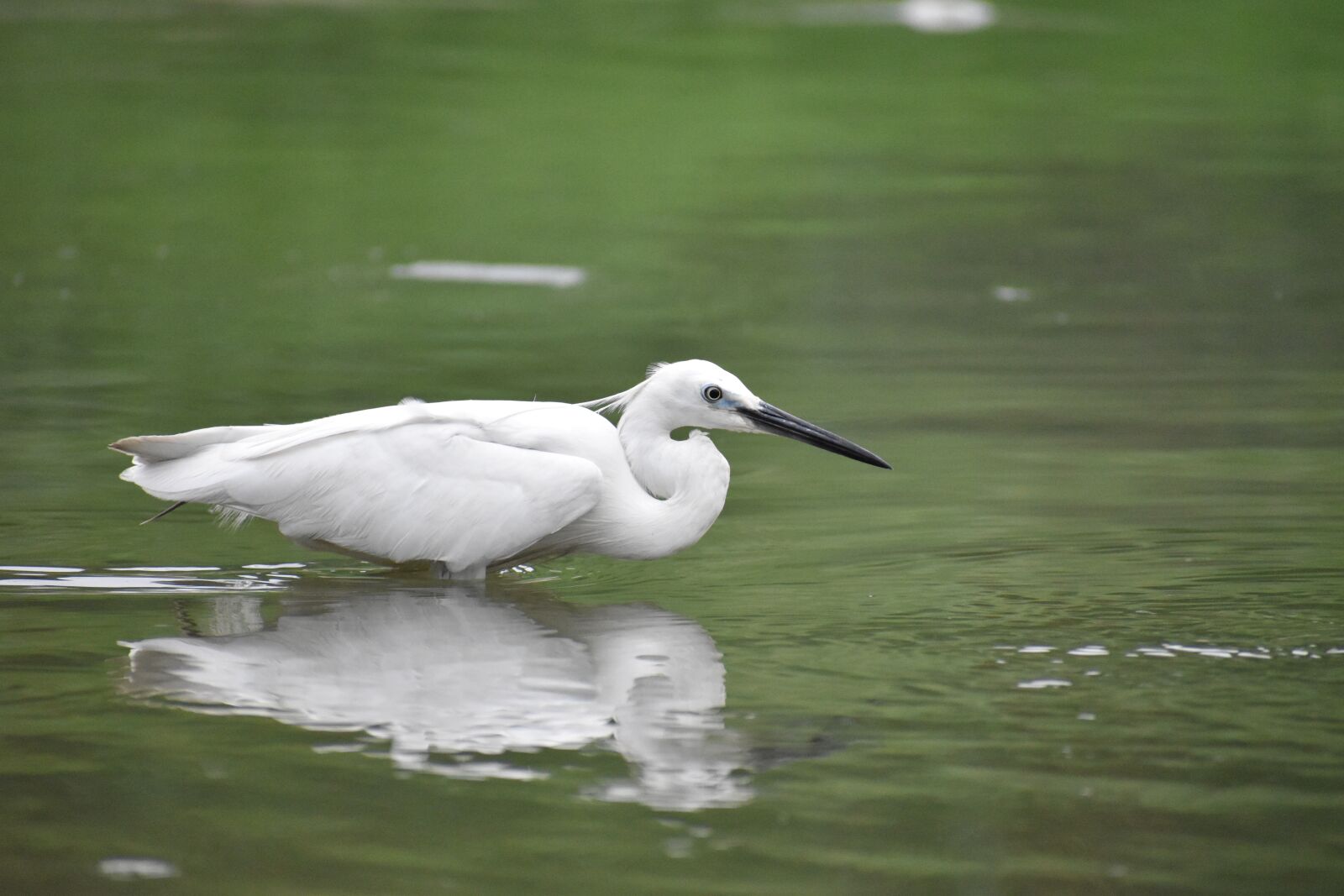 Nikon D5600 sample photo. Siberian crane, reflection, white photography