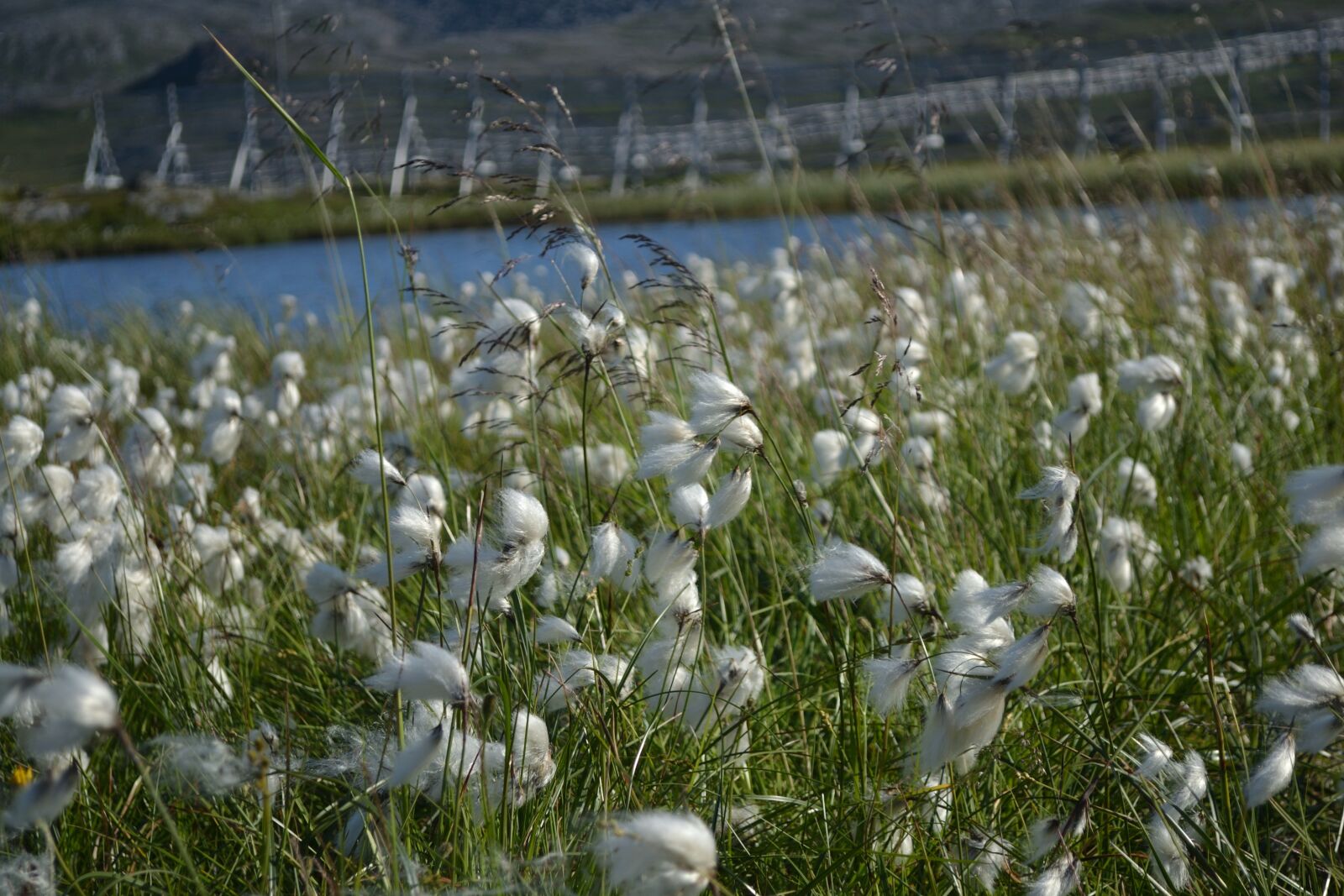 Nikon D3100 sample photo. White, flowers, meadow photography