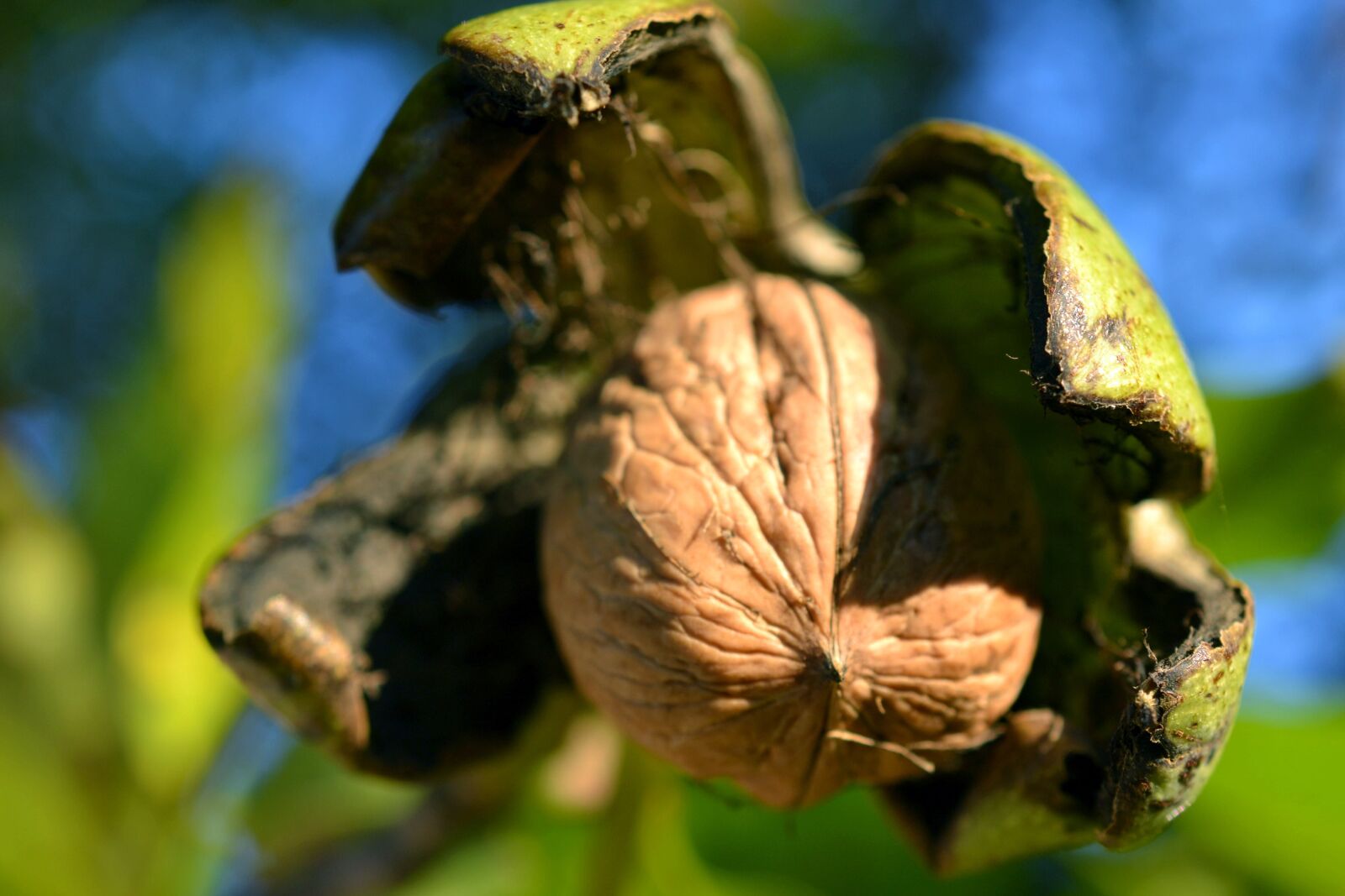Nikon D3100 sample photo. Walnut, shell, nuts photography