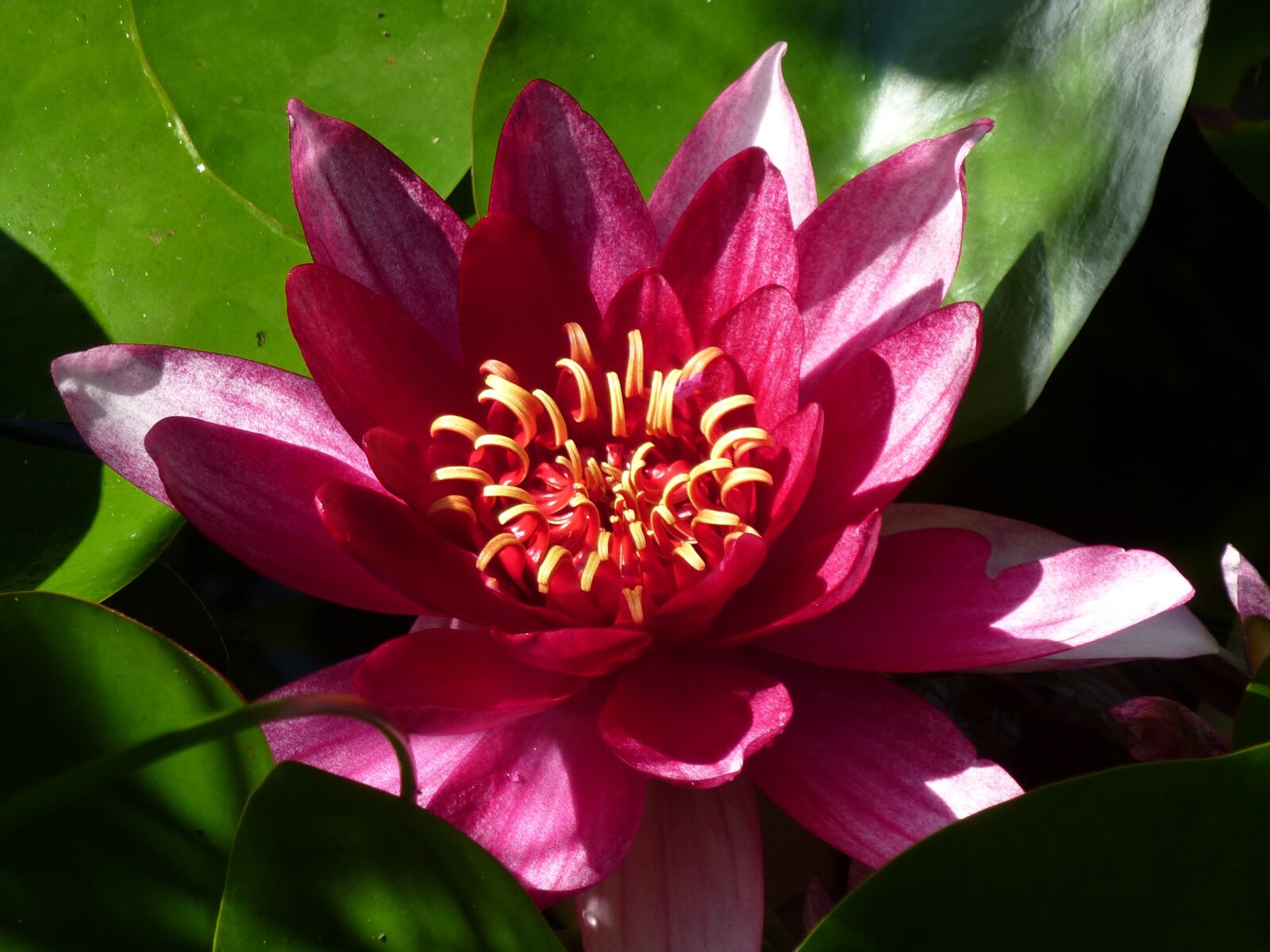 Panasonic Lumix DMC-ZS15 (Lumix DMC-TZ25) sample photo. Nuphar lutea, summer, garden photography