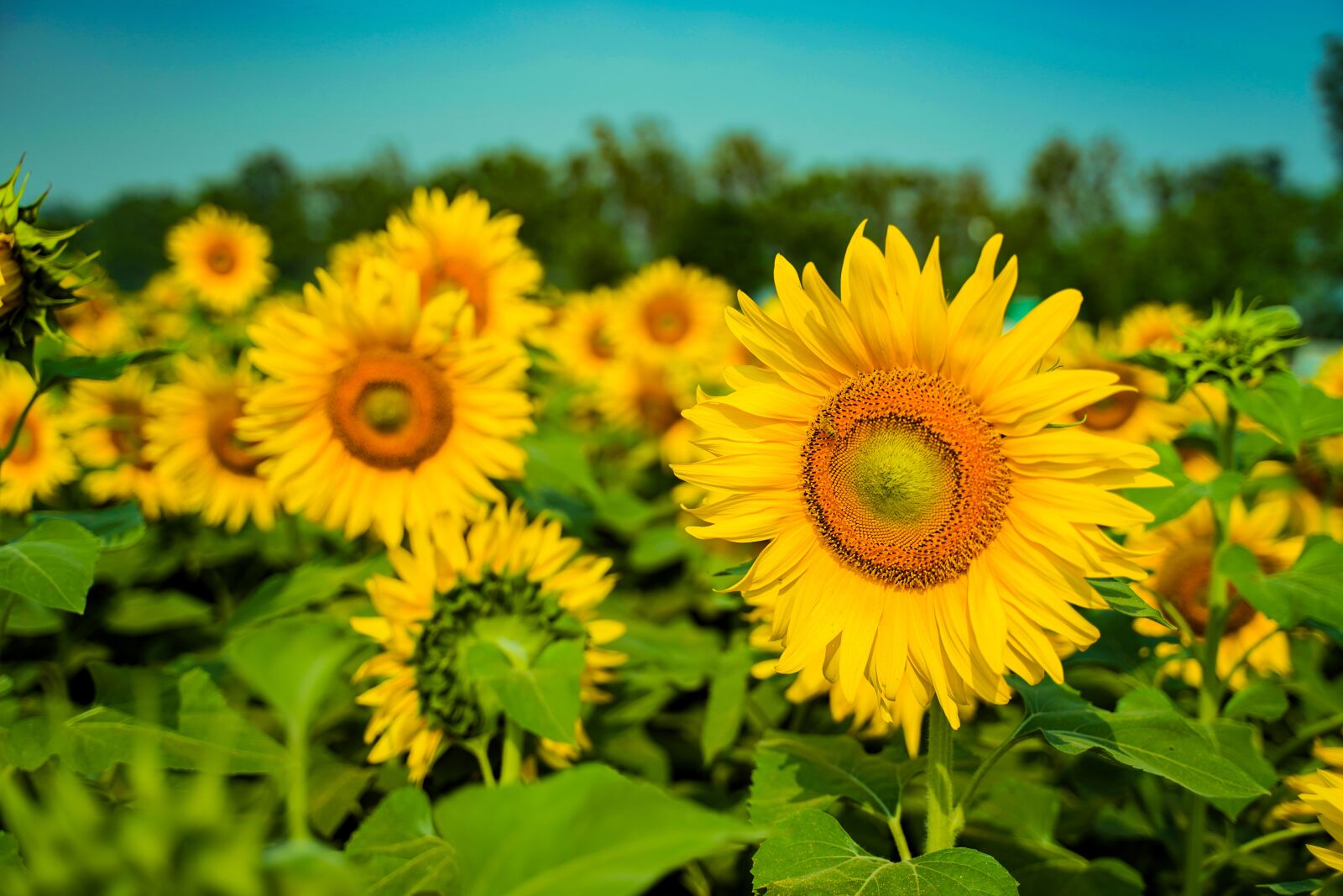 Sony a7 III + Tamron 28-75mm F2.8 Di III RXD sample photo. Flower, sunflower, nature photography