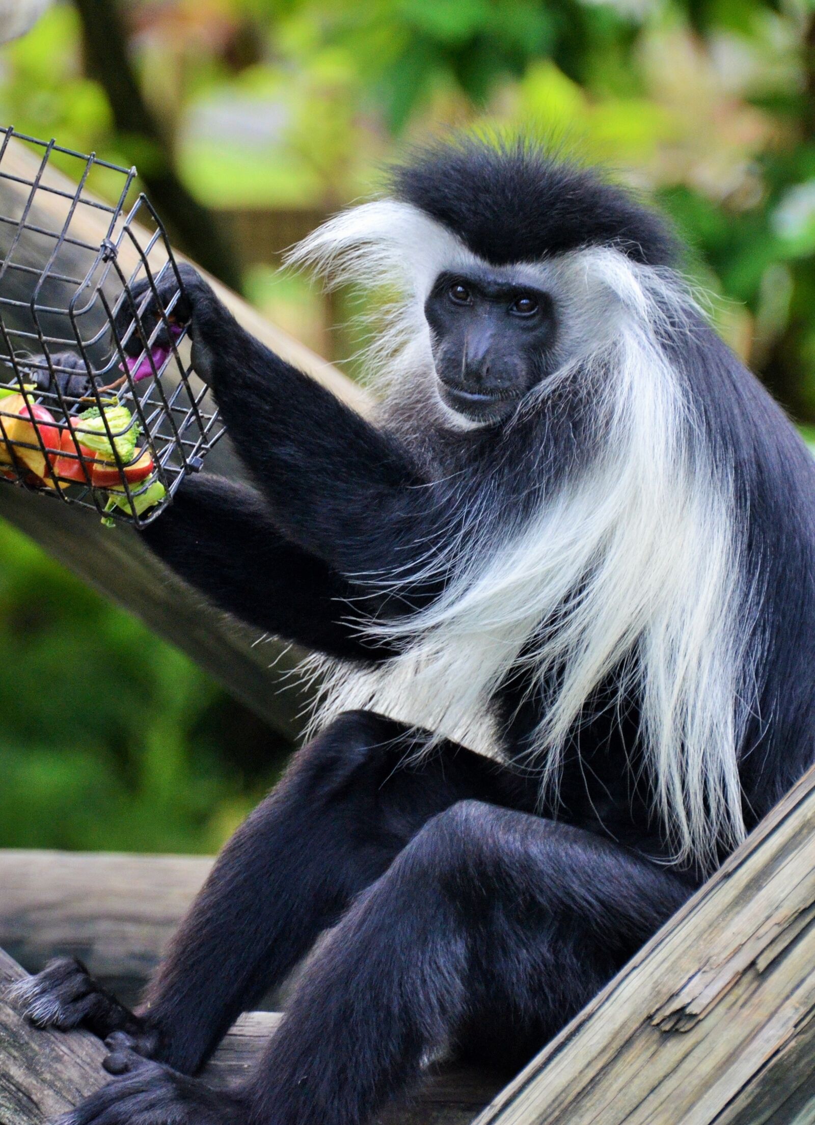 Nikon D5100 sample photo. Colobus, colobus guereza, monkey photography