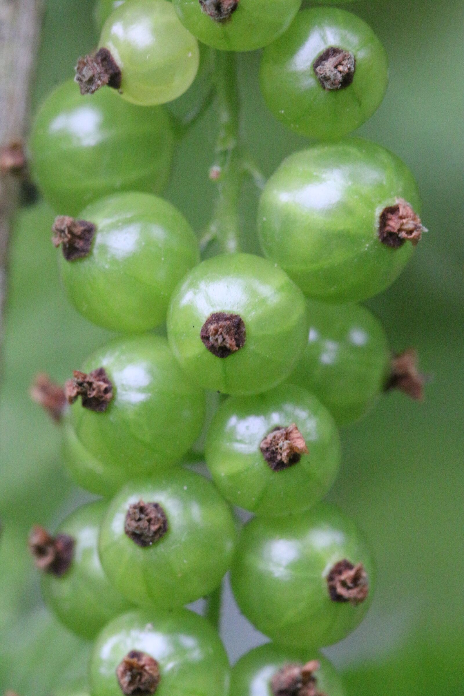 Canon EF 100mm F2.8L Macro IS USM sample photo. Currants, fruit, small fruit photography