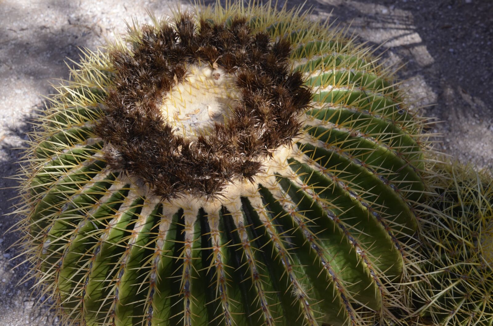 Nikon D5100 sample photo. Golden barrel cactus, cactus photography