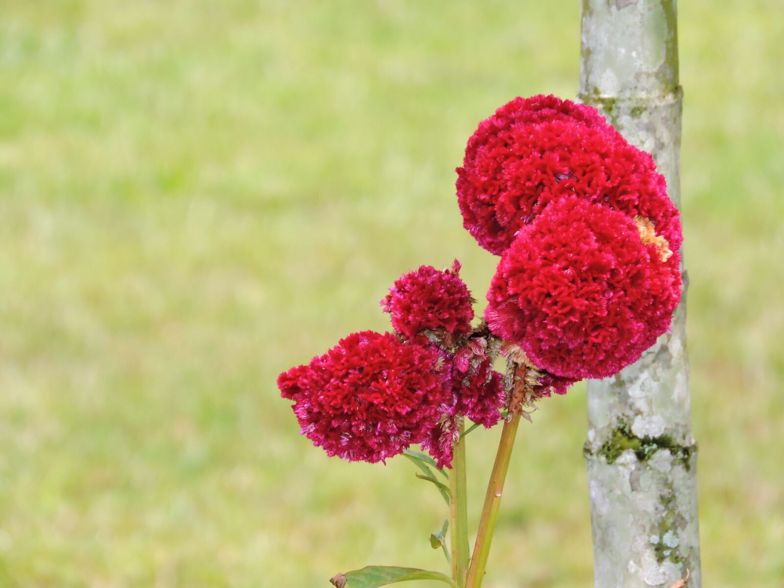 Nikon Coolpix P600 sample photo. Nature, amazonas, flowers photography