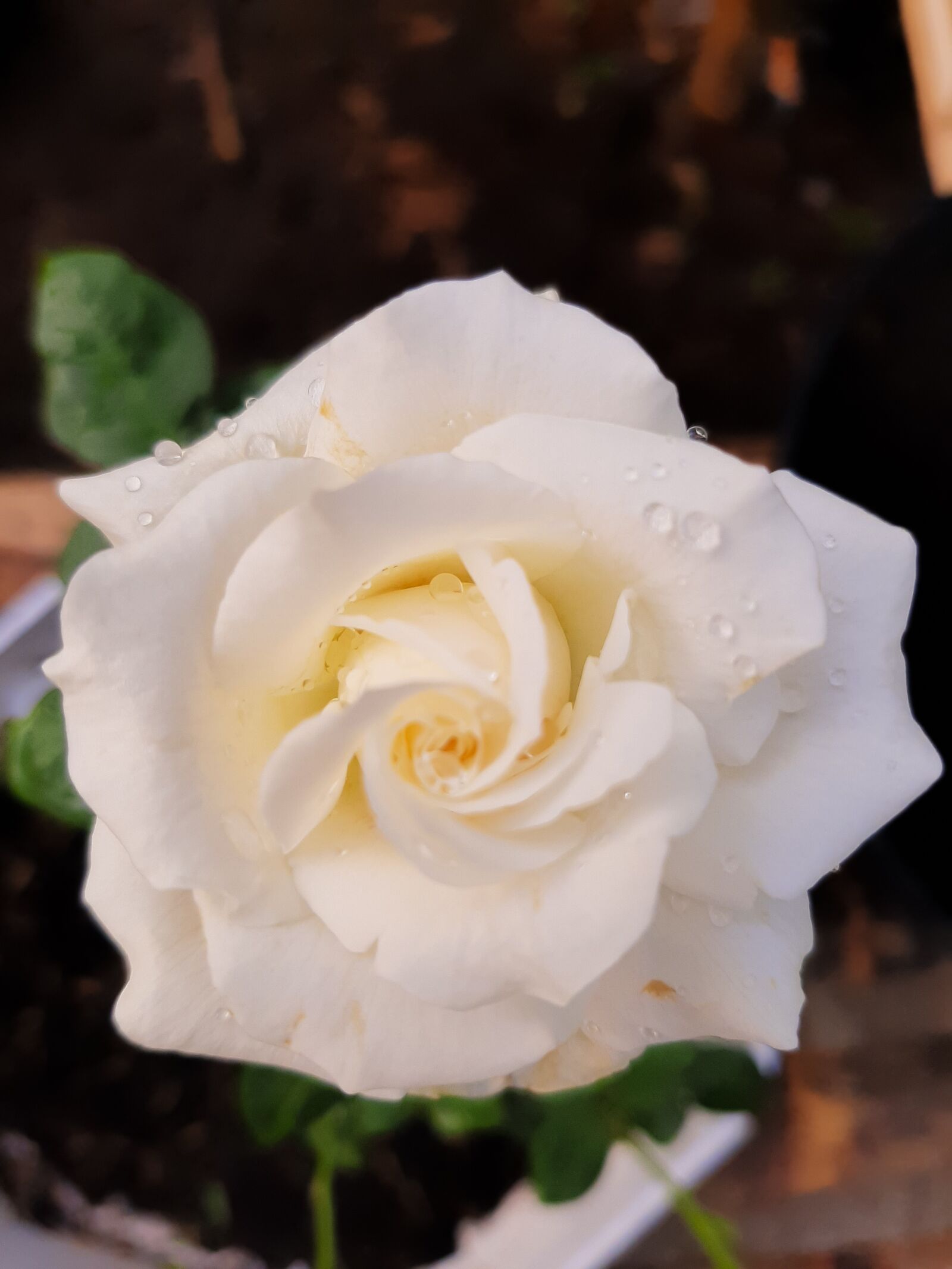 Samsung SM-A505F sample photo. Flower, white, yellow photography