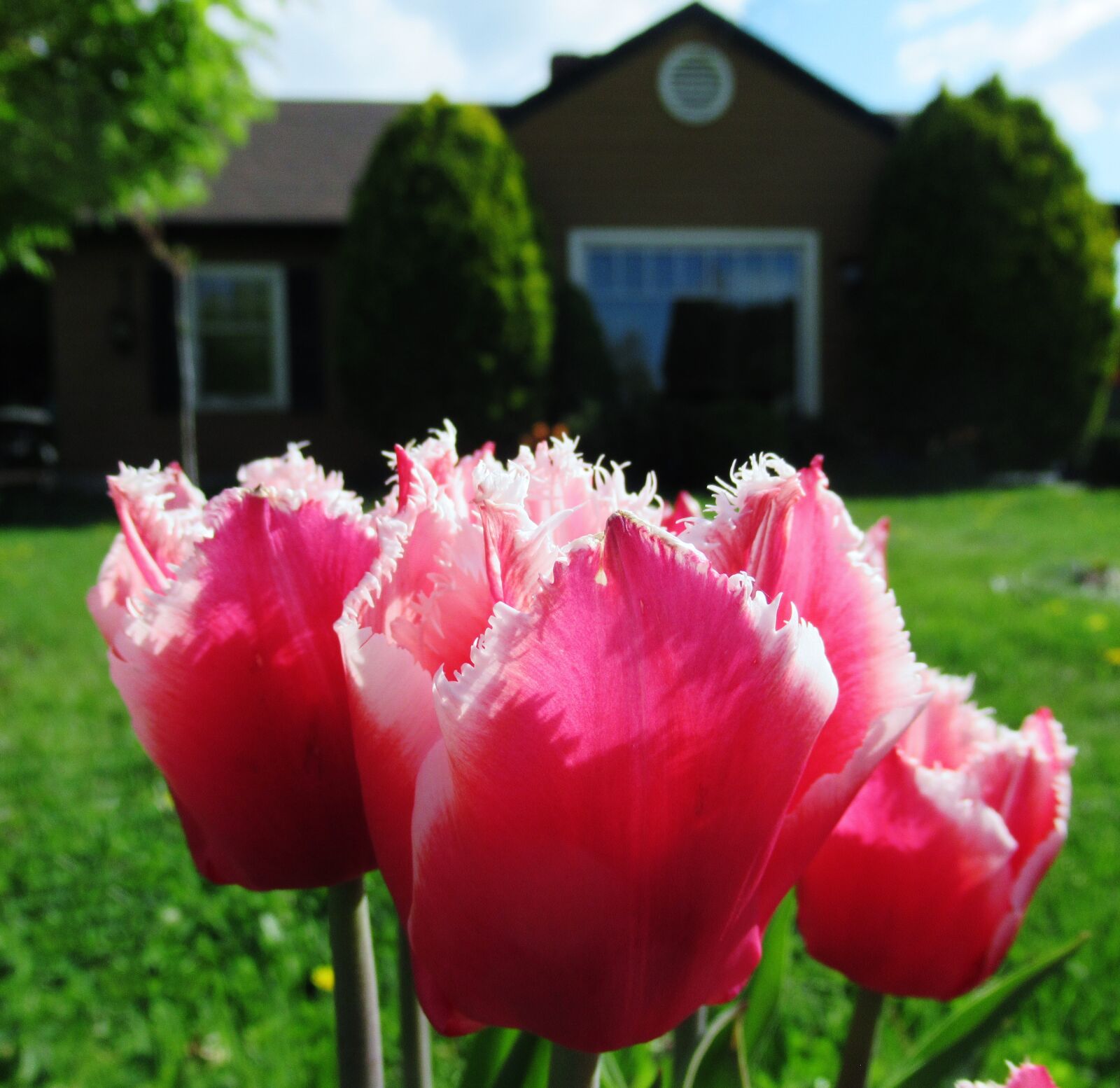 Canon PowerShot SX620 HS sample photo. Tulip, house, spring photography