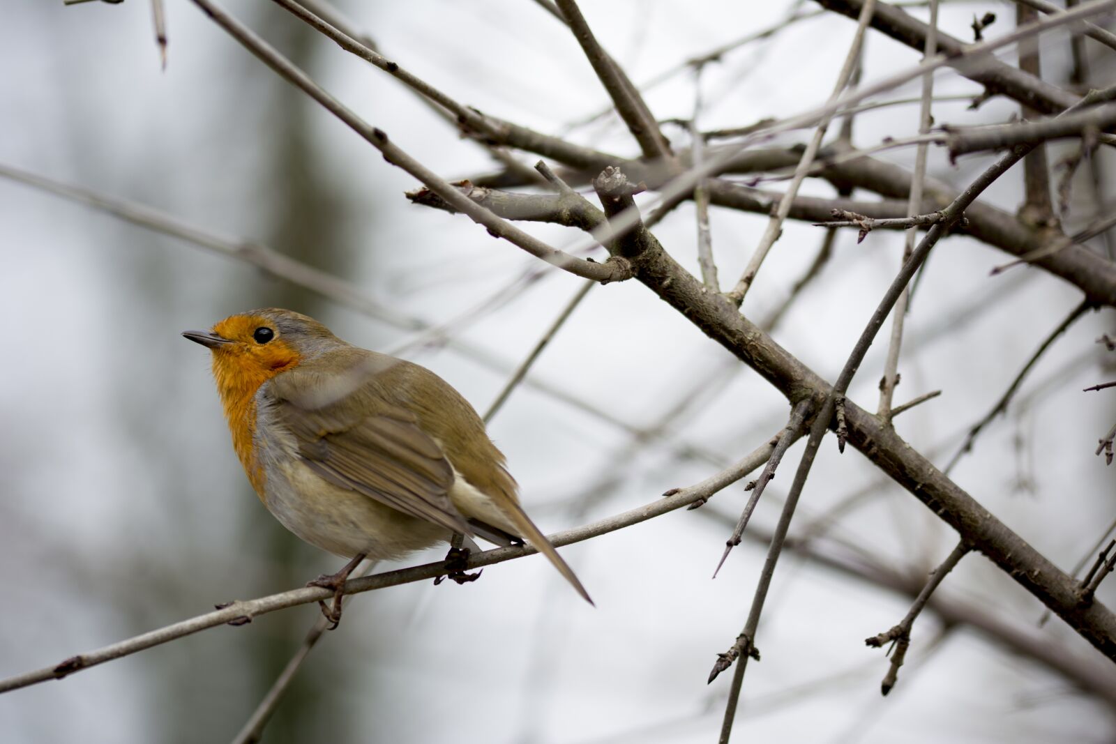 Nikon D5200 sample photo. Bird, robin, wildlife photography