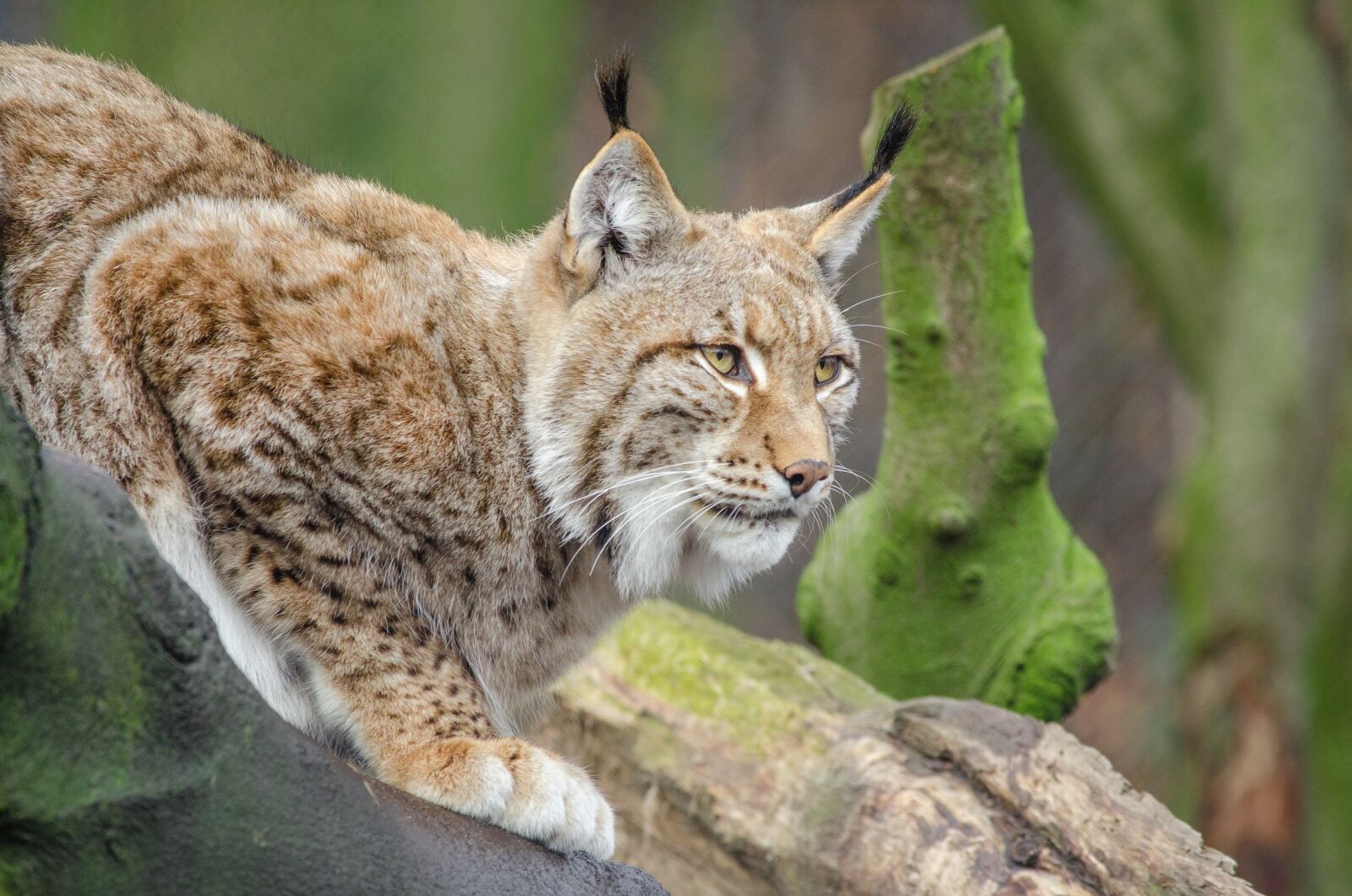 Nikon D7000 sample photo. Bobcat, wildlife, predator photography