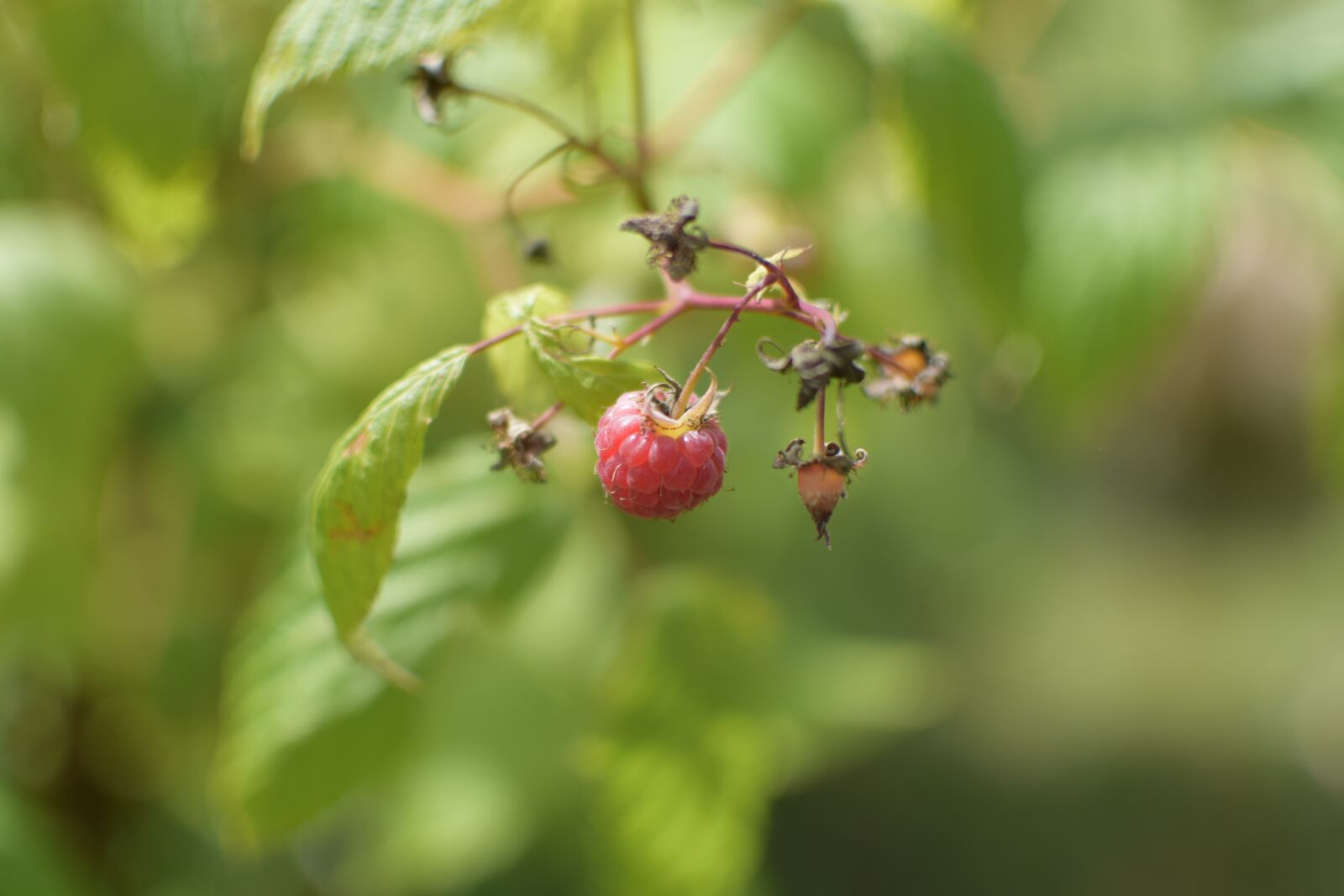 Nikon D5300 sample photo. Raspberry, fruit, red fruit photography