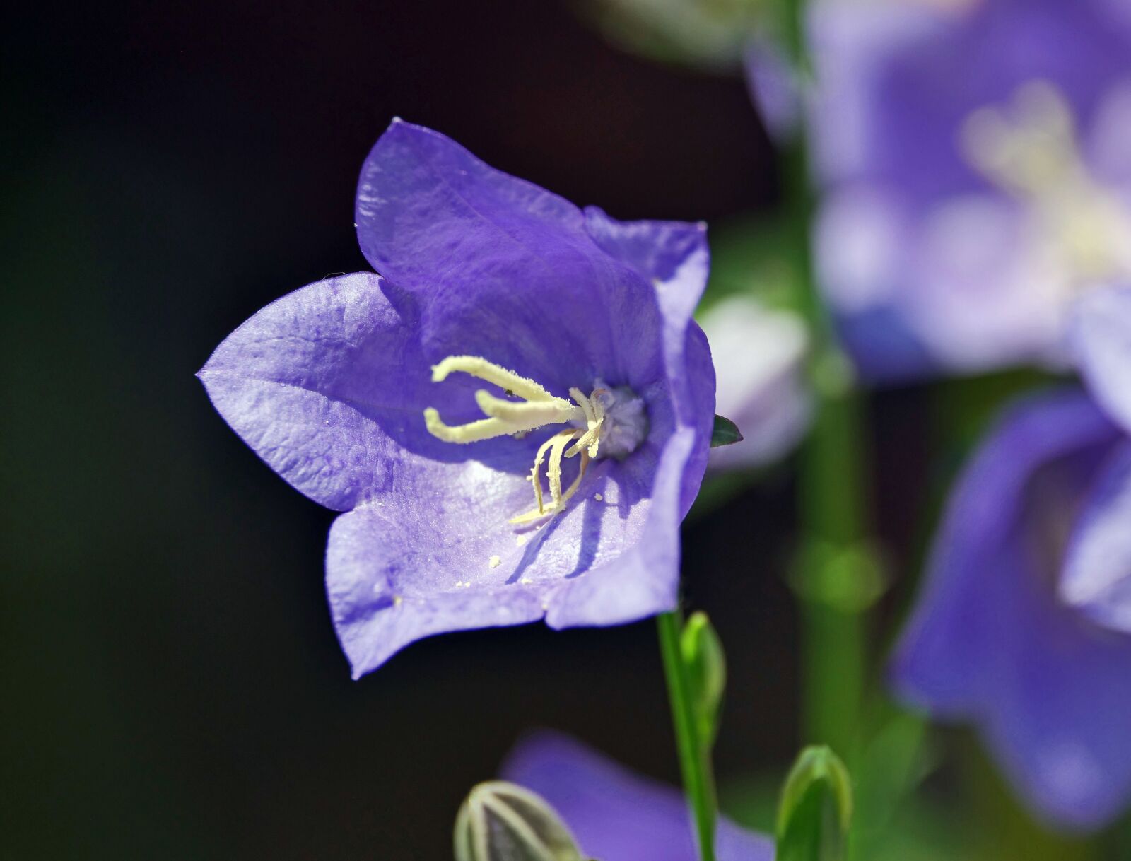 Panasonic Lumix DC-G9 sample photo. Bellflower, blossom, bloom photography