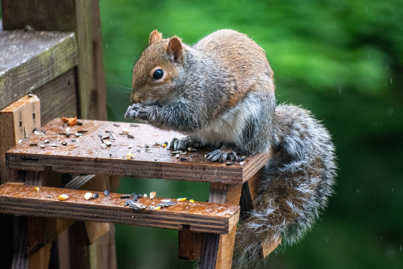 Nikon D750 sample photo. Squirrel, feeding, animal photography