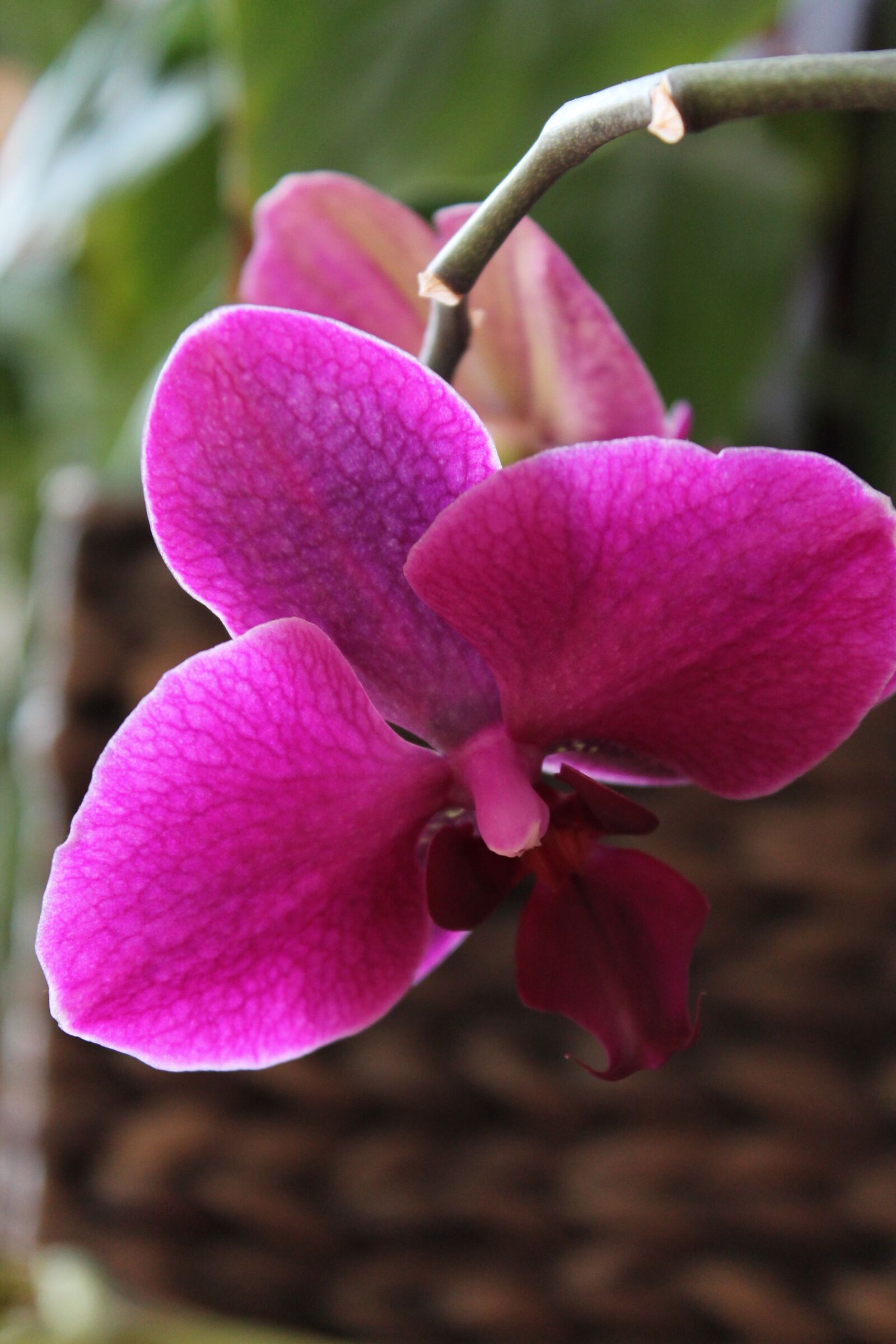 Canon EOS 1100D (EOS Rebel T3 / EOS Kiss X50) sample photo. Orchid, flower, pink flower photography