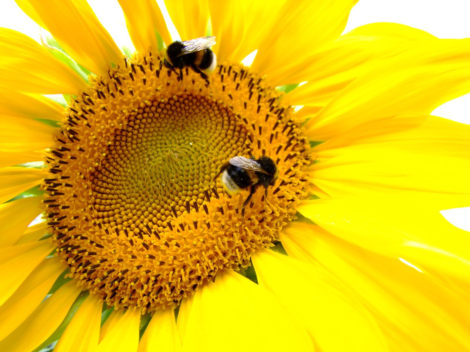Fujifilm FinePix S100fs sample photo. Sunflower, yellow, insect photography