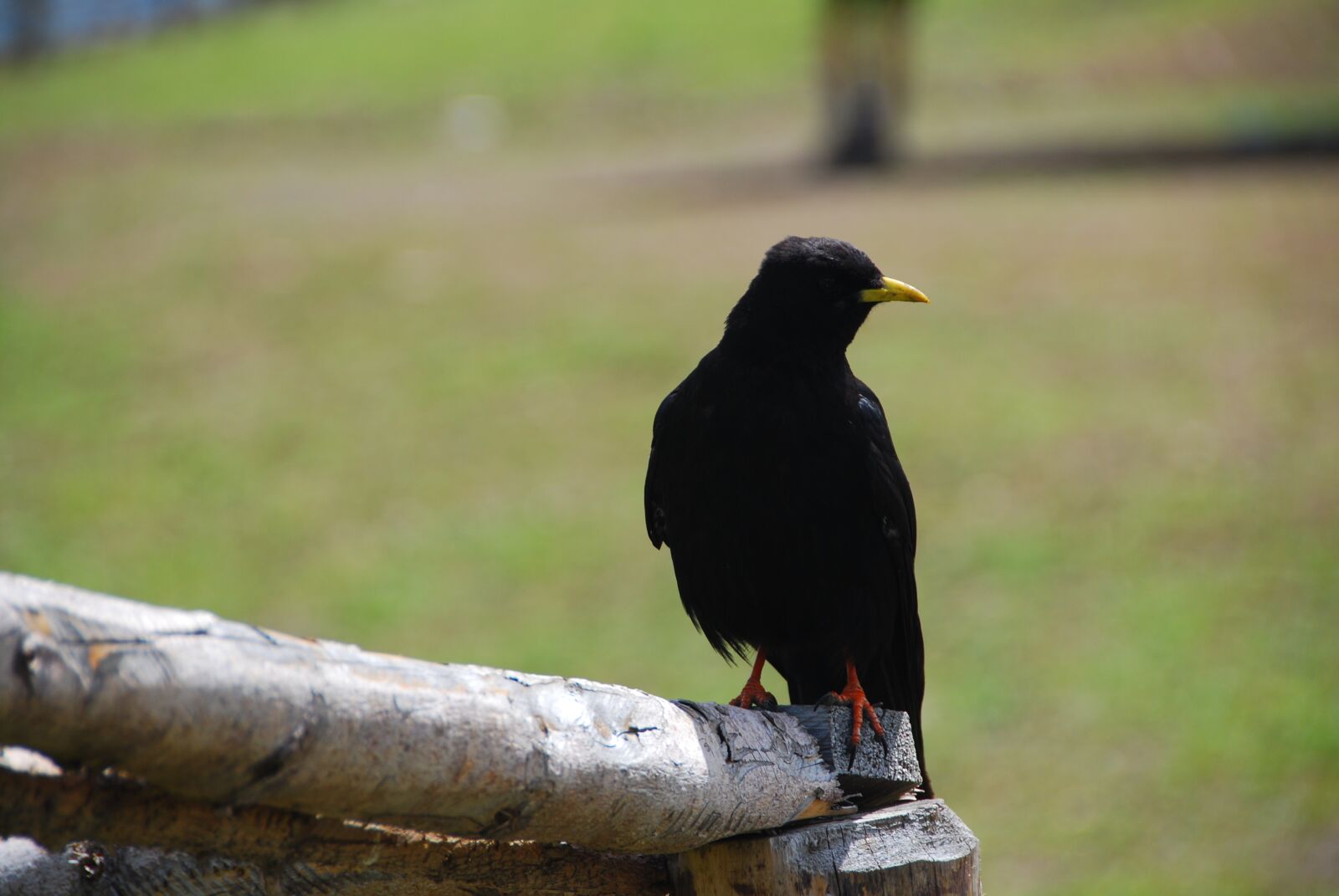 Nikon D80 sample photo. Chough, bird, mountain photography