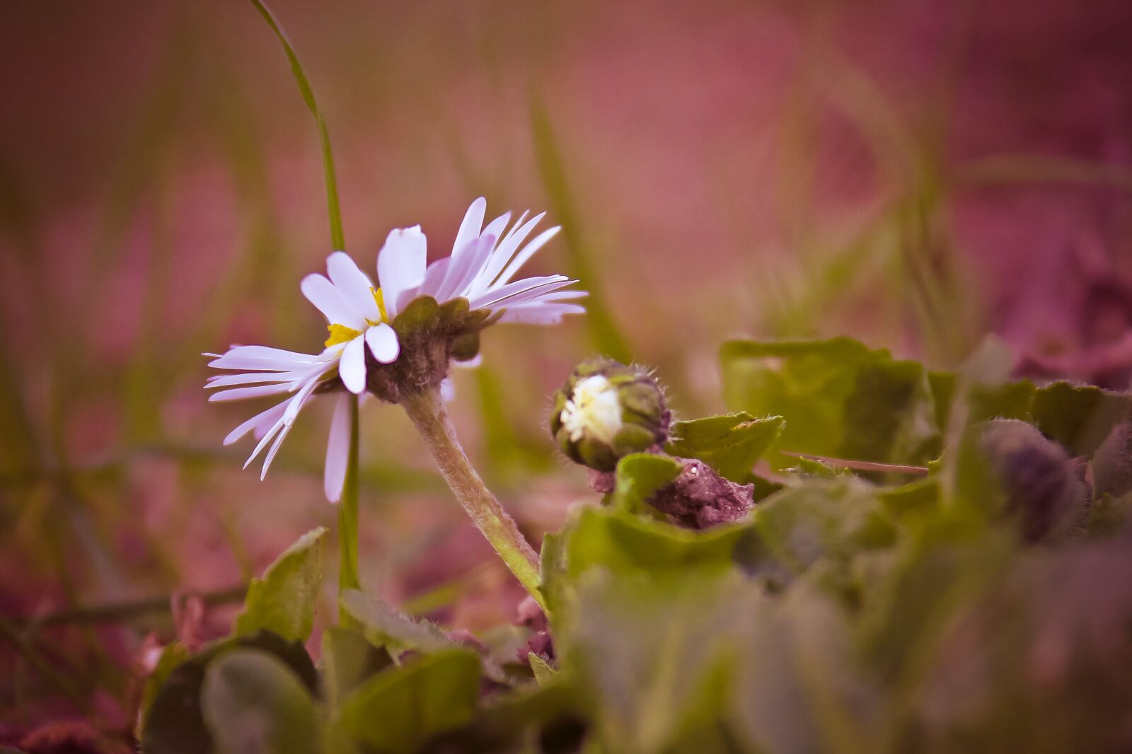 Canon EOS 70D sample photo. Marguerite, fall, flower photography