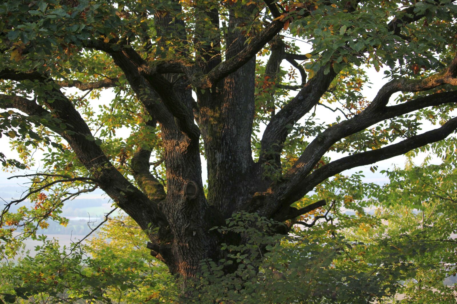 Canon EOS 60D + Canon EF-S 55-250mm F4-5.6 IS STM sample photo. Tree, nature, big tree photography