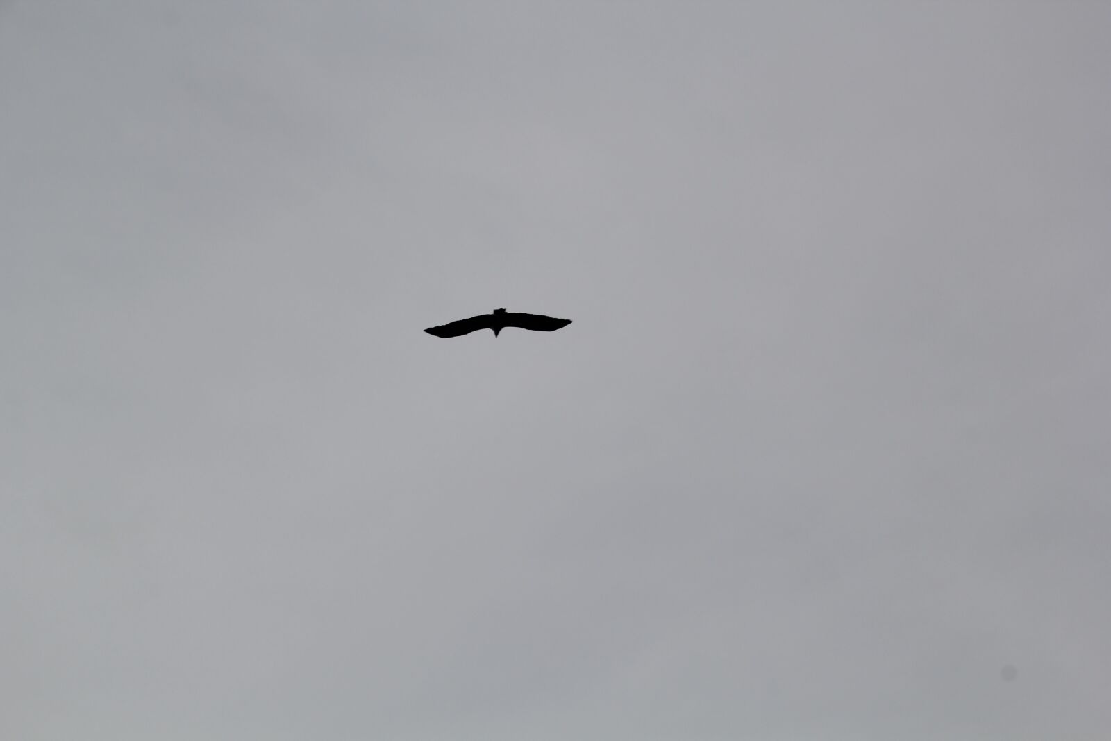 Canon EOS 60D sample photo. Bird, sky, freedom photography