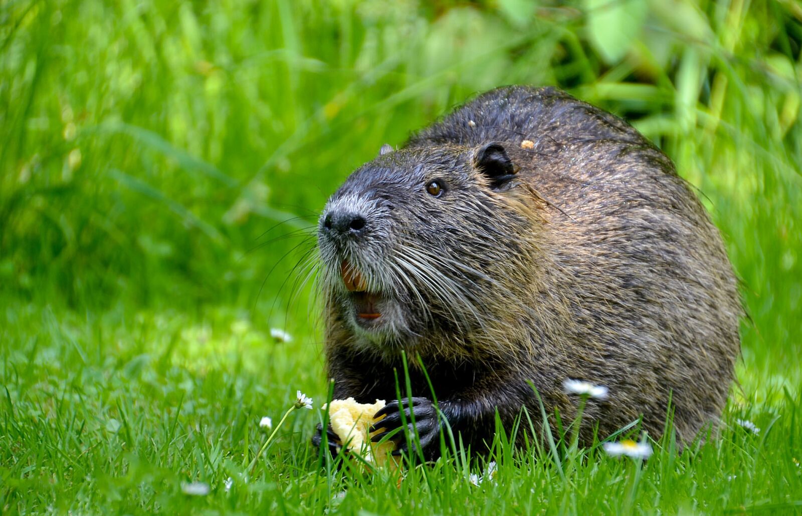 Nikon D3100 sample photo. Grass, nature, animal photography