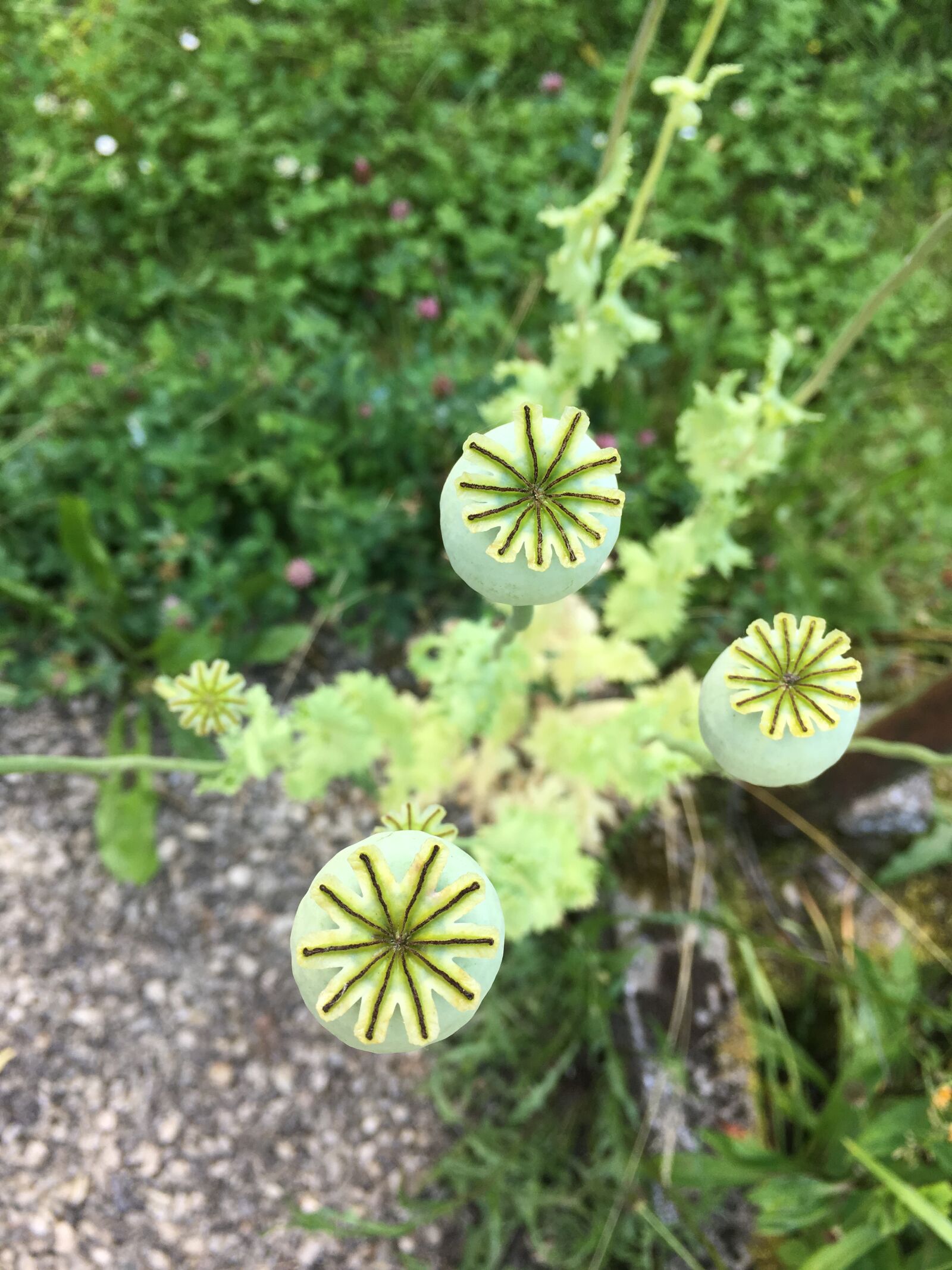 iPhone SE back camera 4.15mm f/2.2 sample photo
