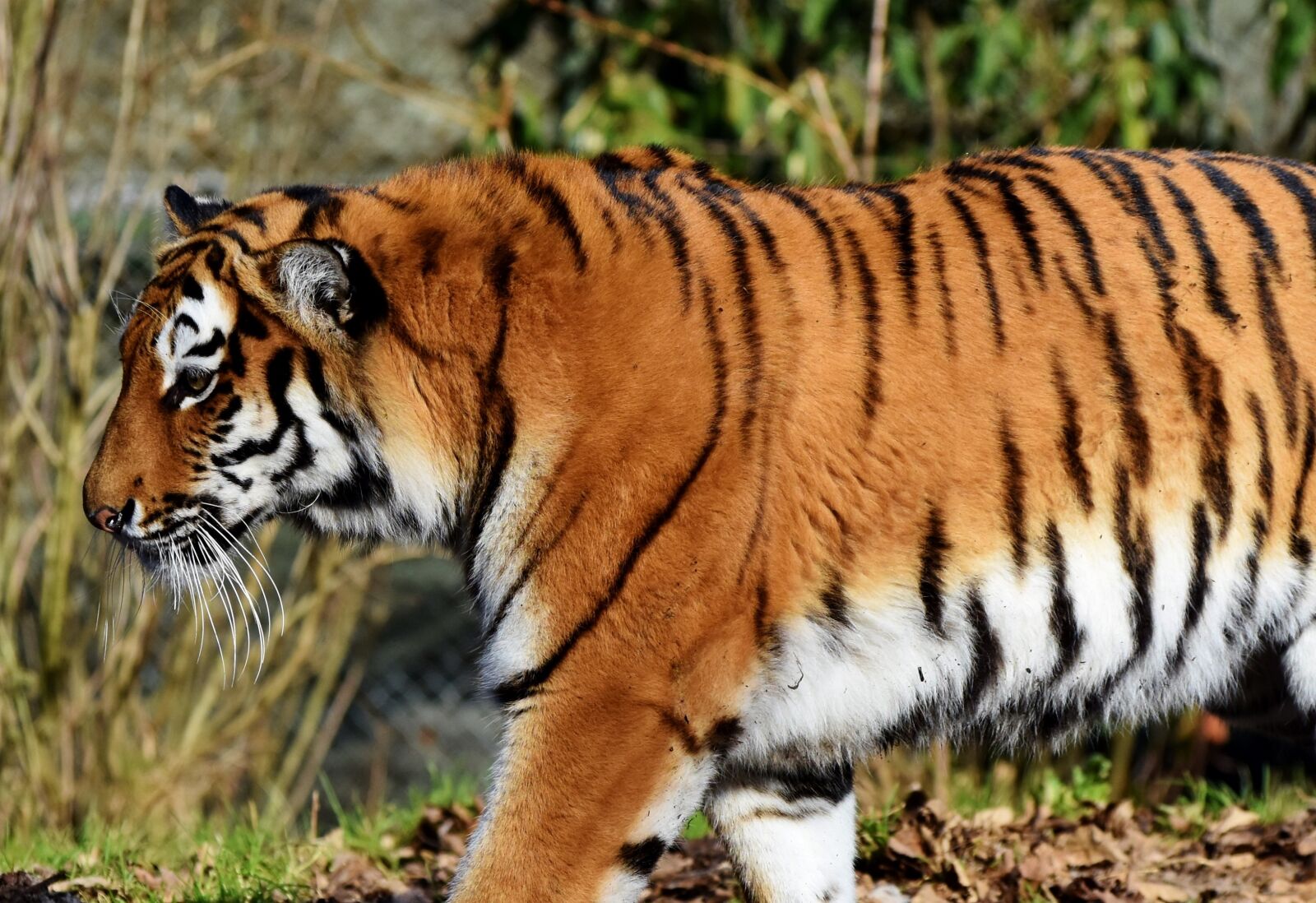 Nikon D7200 sample photo. Tiger, big cat, predator photography