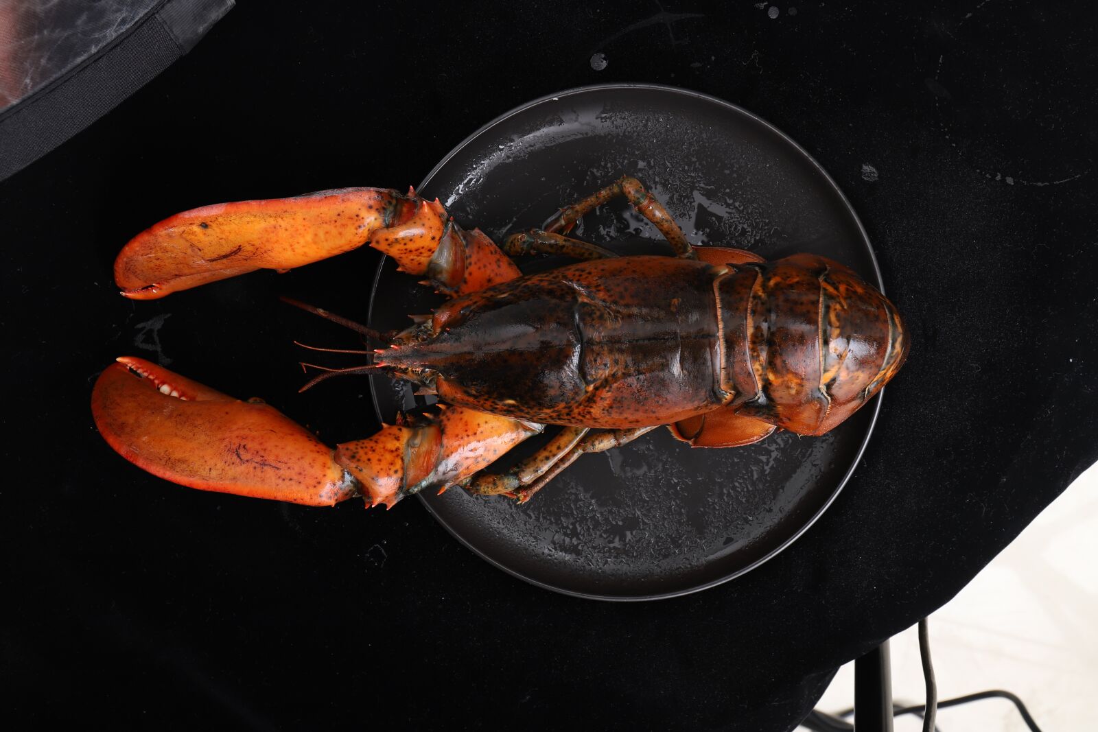Canon EF 24-70mm F4L IS USM sample photo. Boston lobster, seafood, wave photography