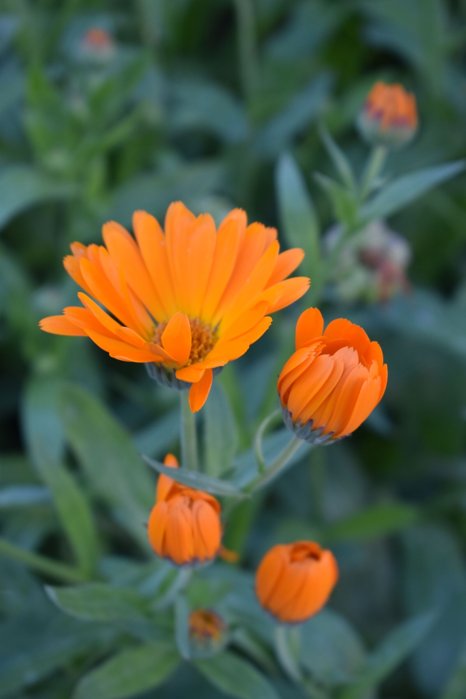 Nikon D3400 sample photo. Calendula, marigold, flowers photography