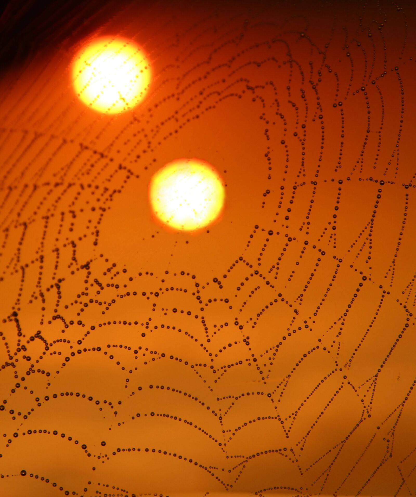 Canon EOS 700D (EOS Rebel T5i / EOS Kiss X7i) sample photo. Spider web, drops, sun photography