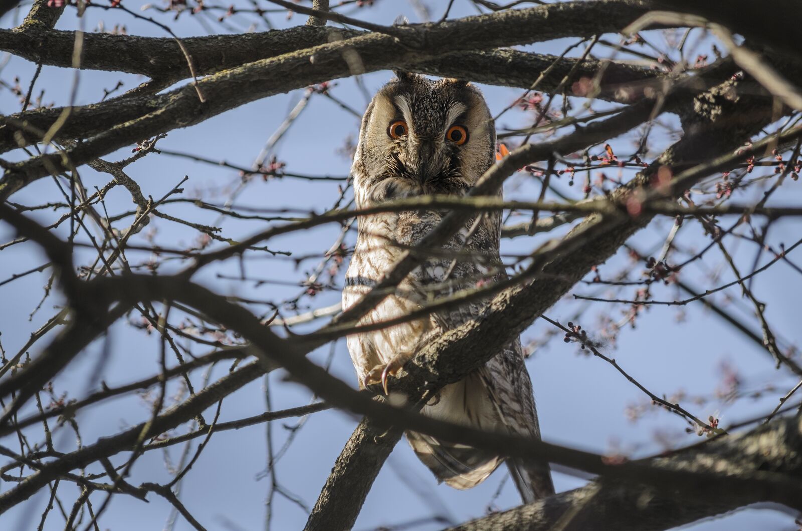 Nikon D5100 sample photo. Owl, bird, mad rf photography