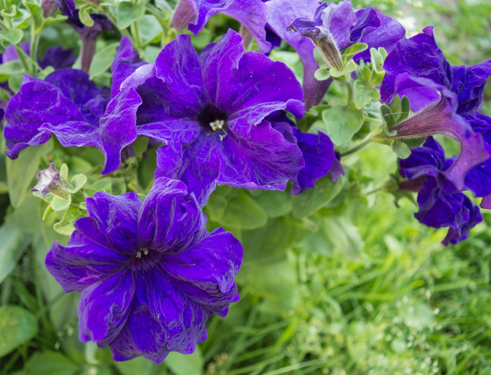 Nikon D5200 sample photo. Flowers, nature, garden flowers photography