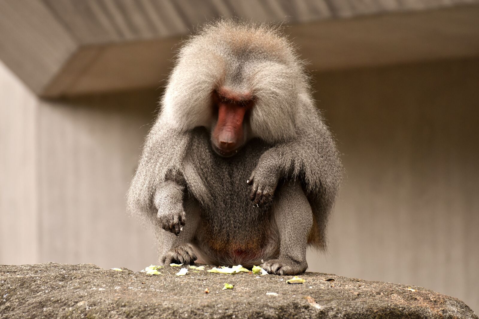 Nikon D7200 sample photo. Baboon, monkey, zoo photography