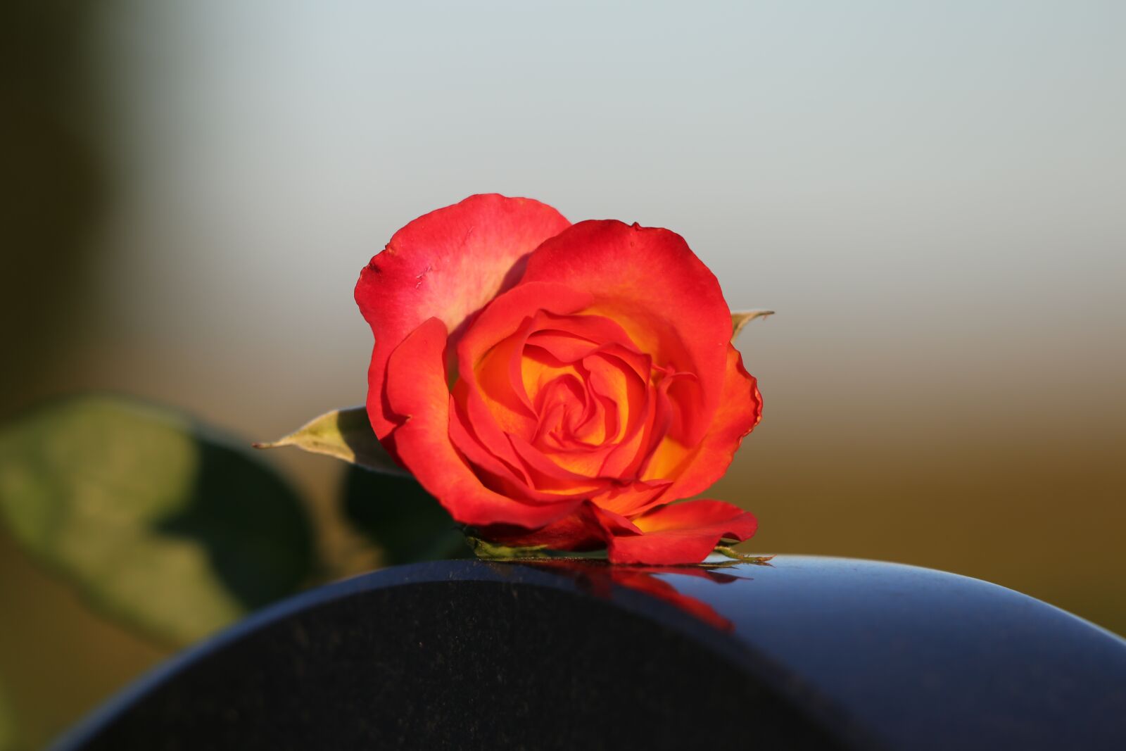 Canon EOS 6D sample photo. Red yellow rose, heart photography