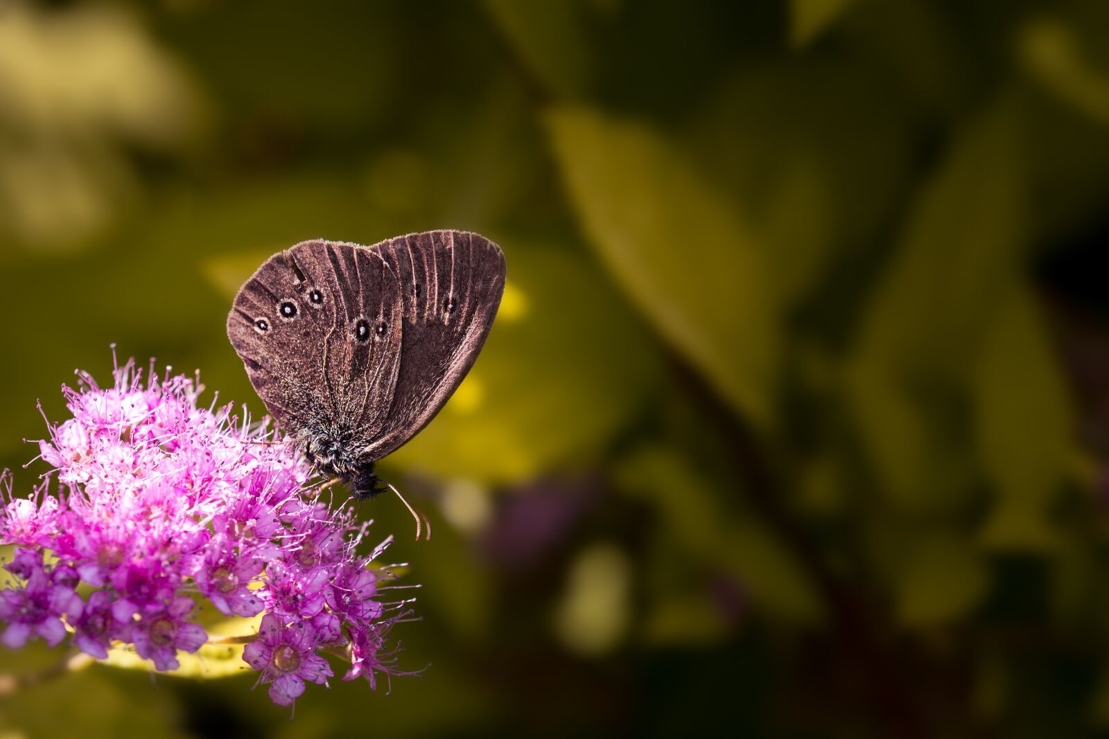 Nikon D7100 sample photo. Butterfly, chimney sweep, aphantopus photography
