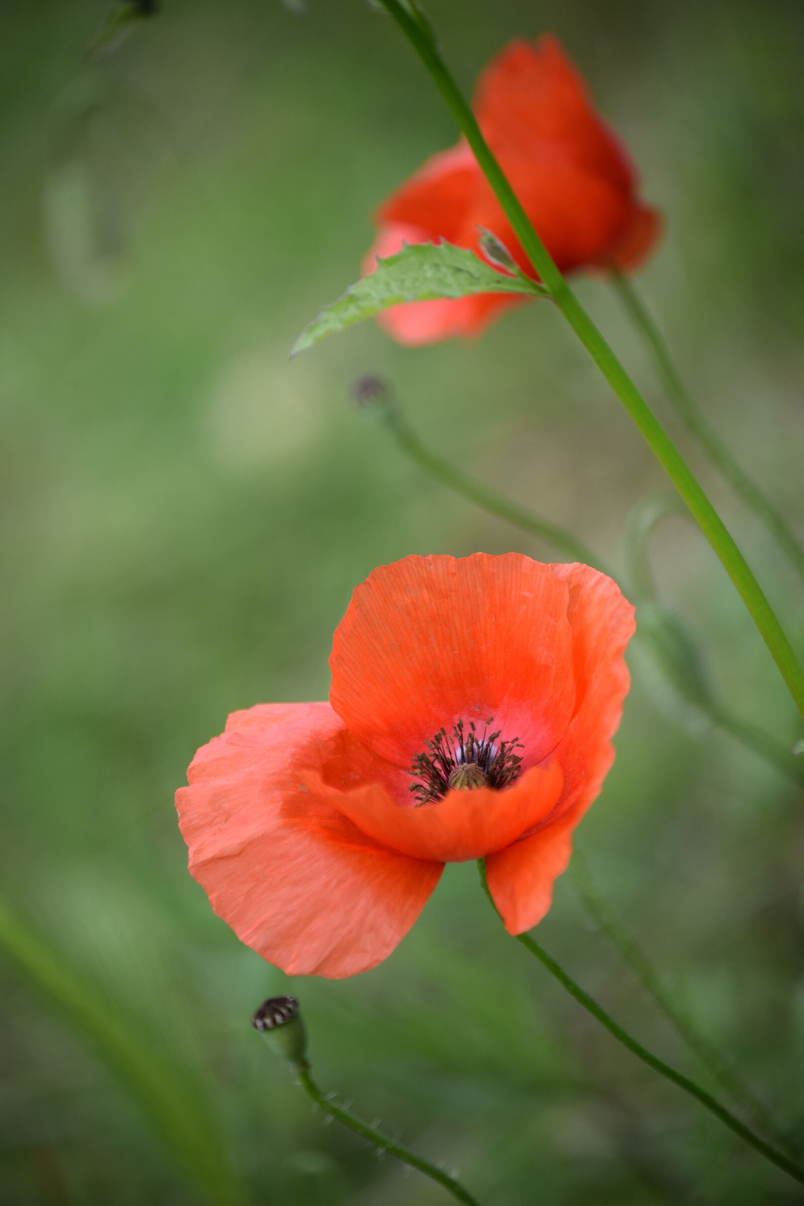 Nikon D3300 sample photo. Poppy, red, summer photography