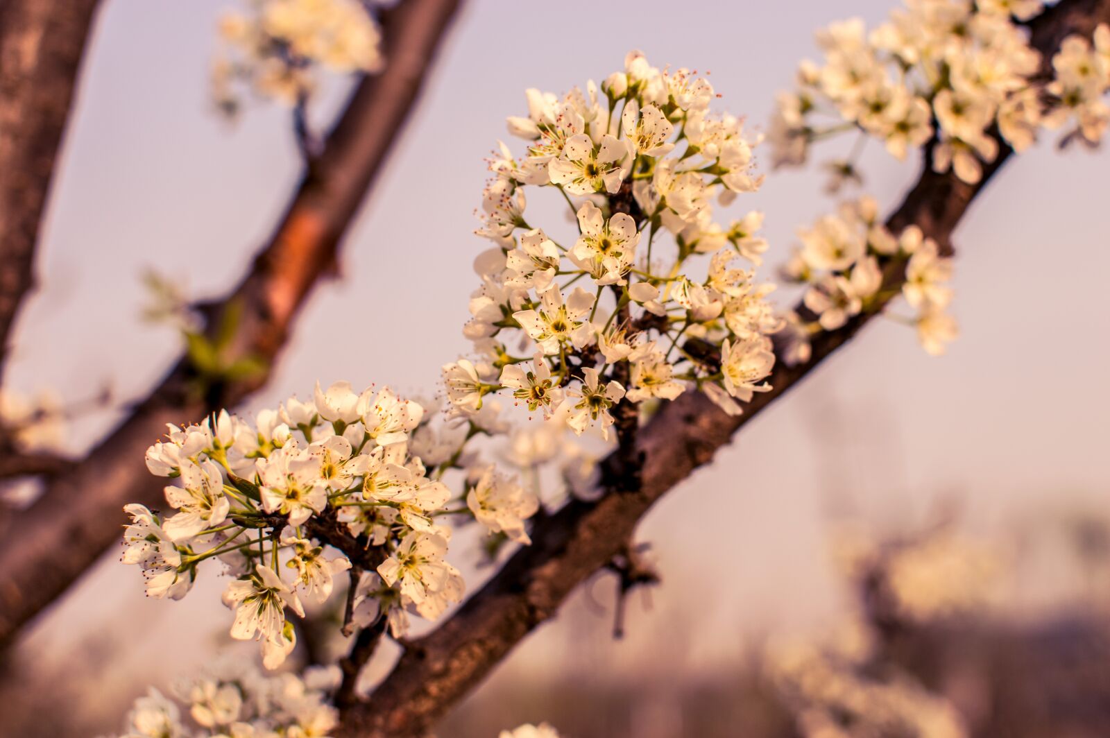 Nikon D3200 sample photo. Peach blossom, nature, plant photography