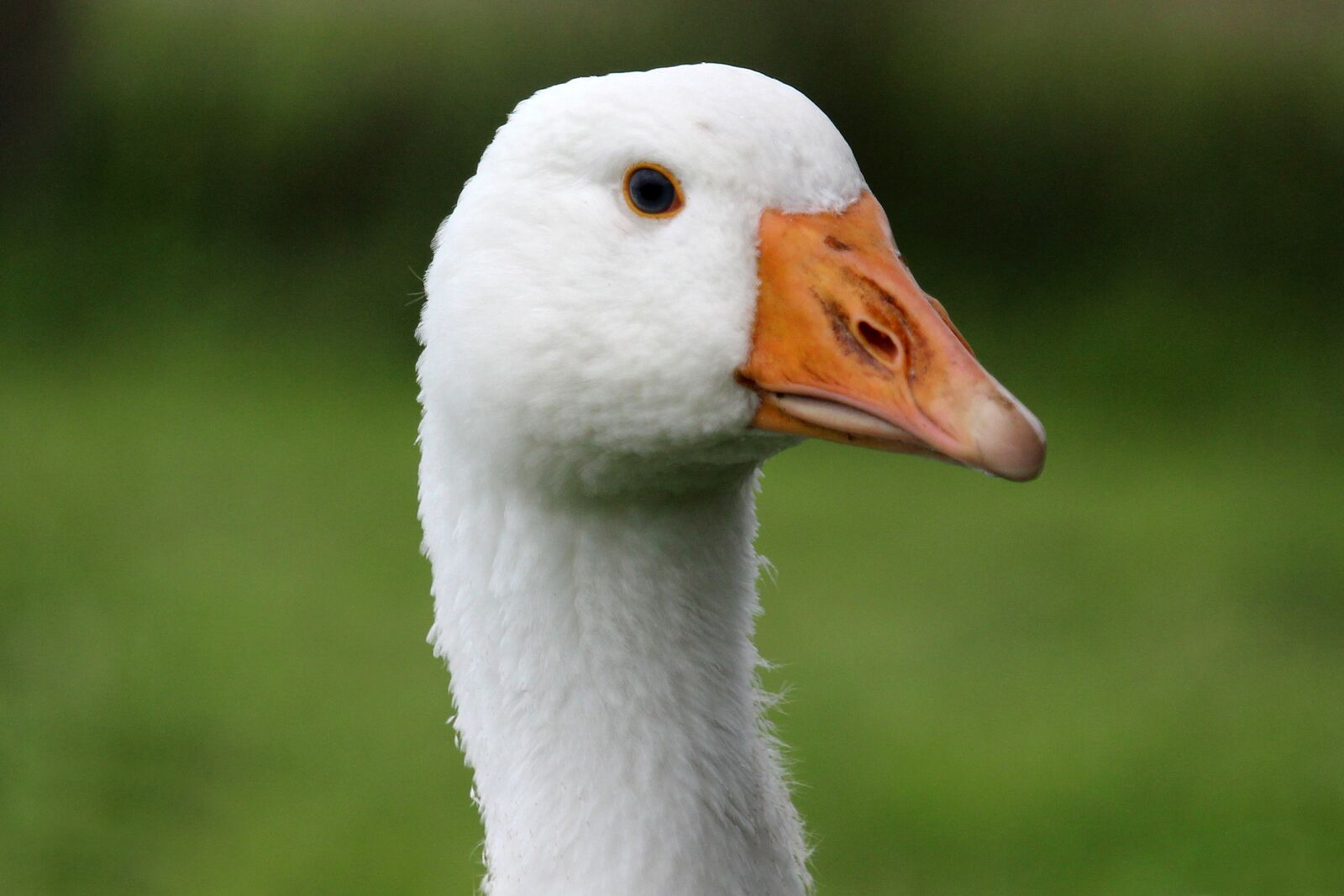Canon EF-S 55-250mm F4-5.6 IS STM sample photo. Goose, white, bio photography